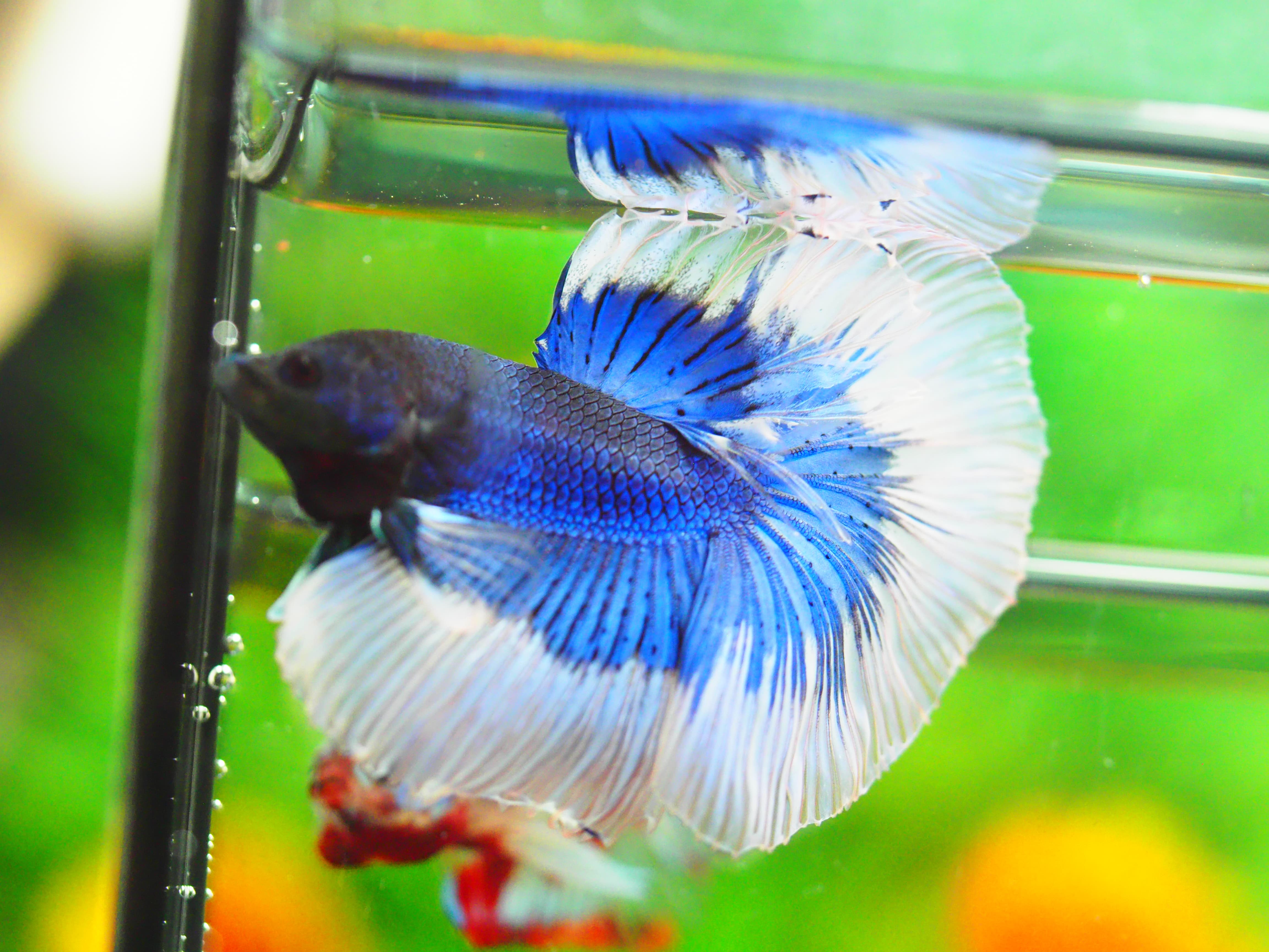 HM FANCY MALE GRADE A +++