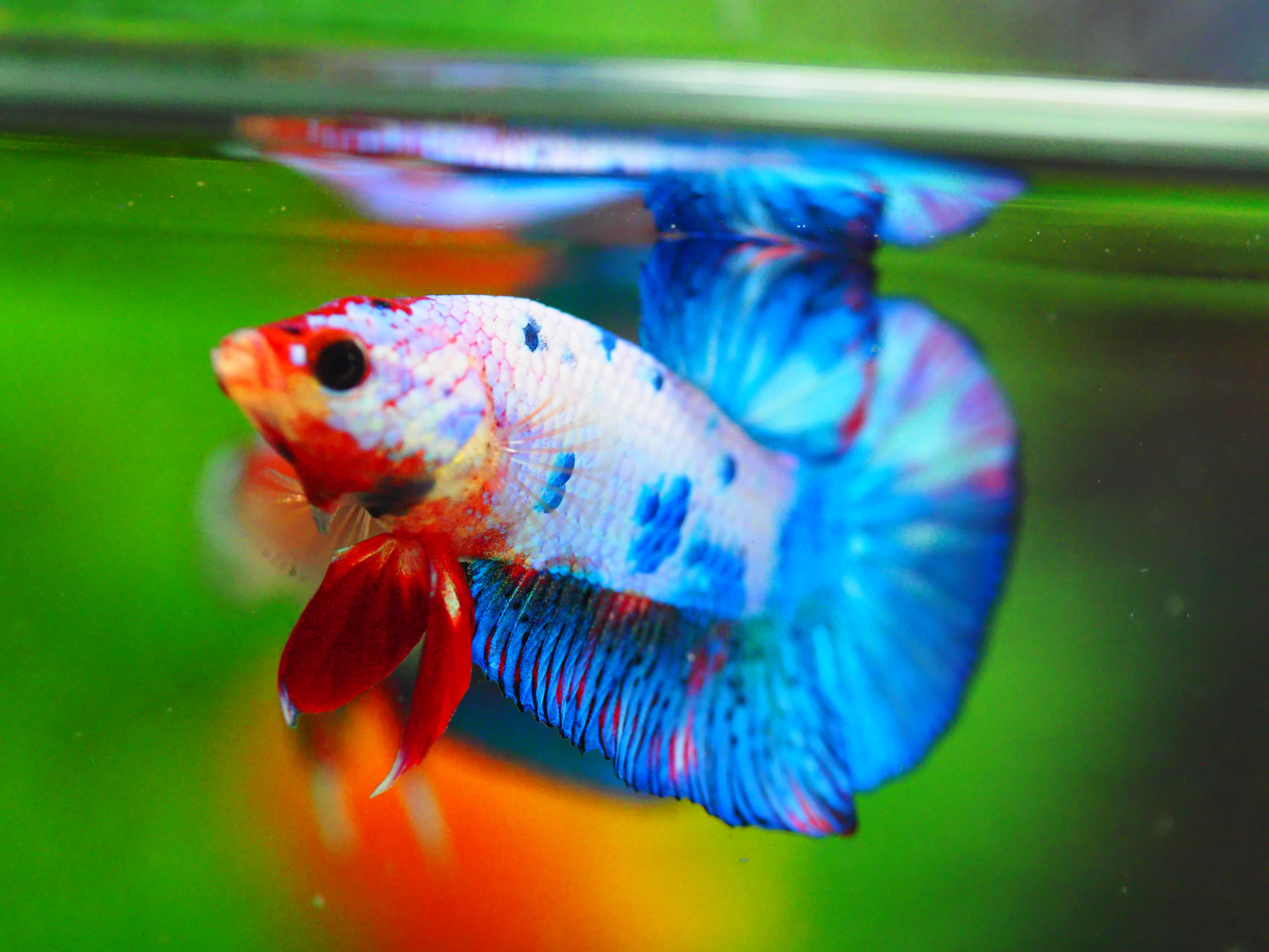 HMPK KOI FANCY MALE GRADE A +++
