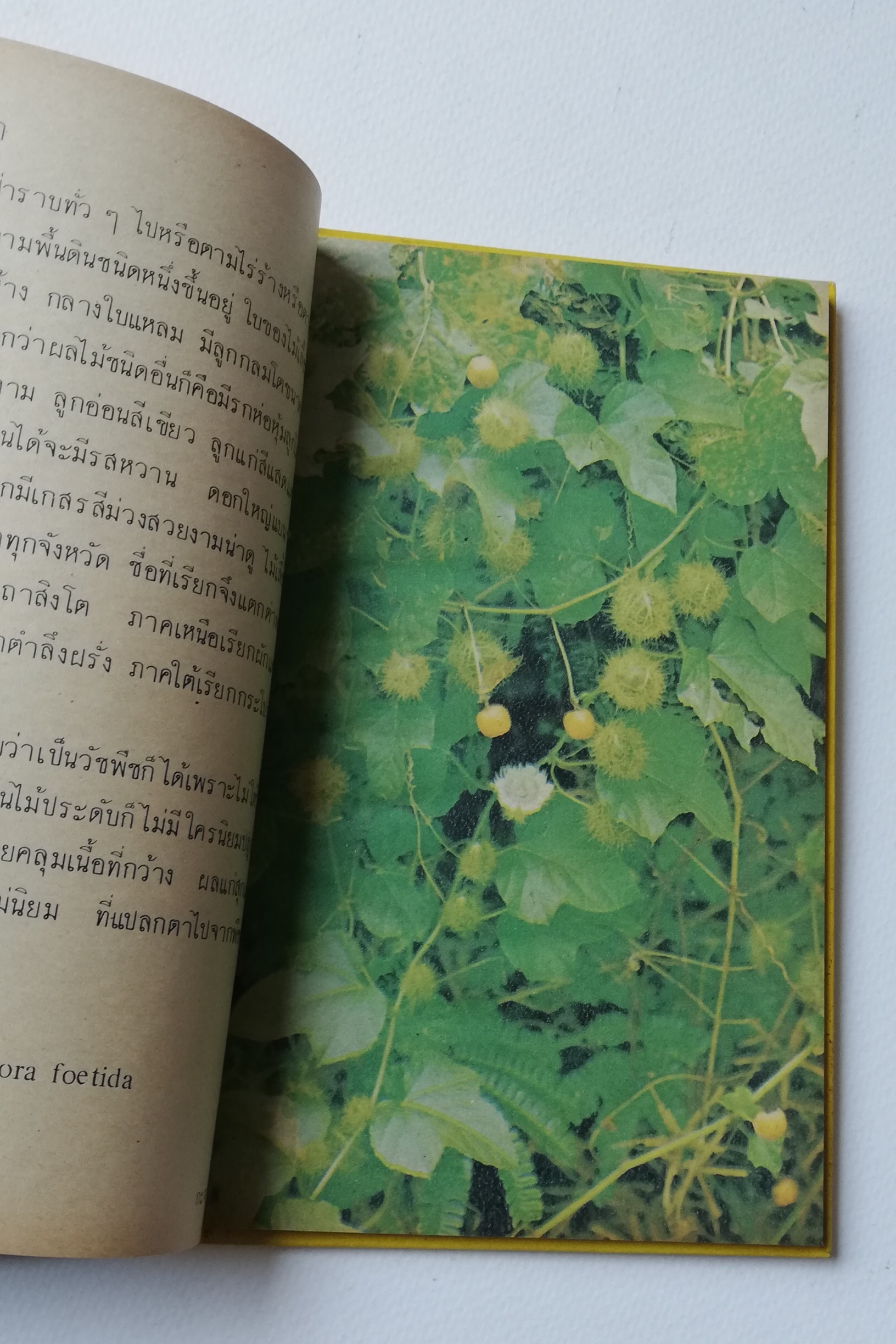 มีหลายภาพ หนังสือเก่ามีตำหนิตามภาพ หนังสือชุดความรู้ไทยเล่มเล็ก ขององค์การค้าของคุรุสภา เรื่อง ดอกไม้ในป่า พิมพ์ครั้งที่ 2 ปี 2527