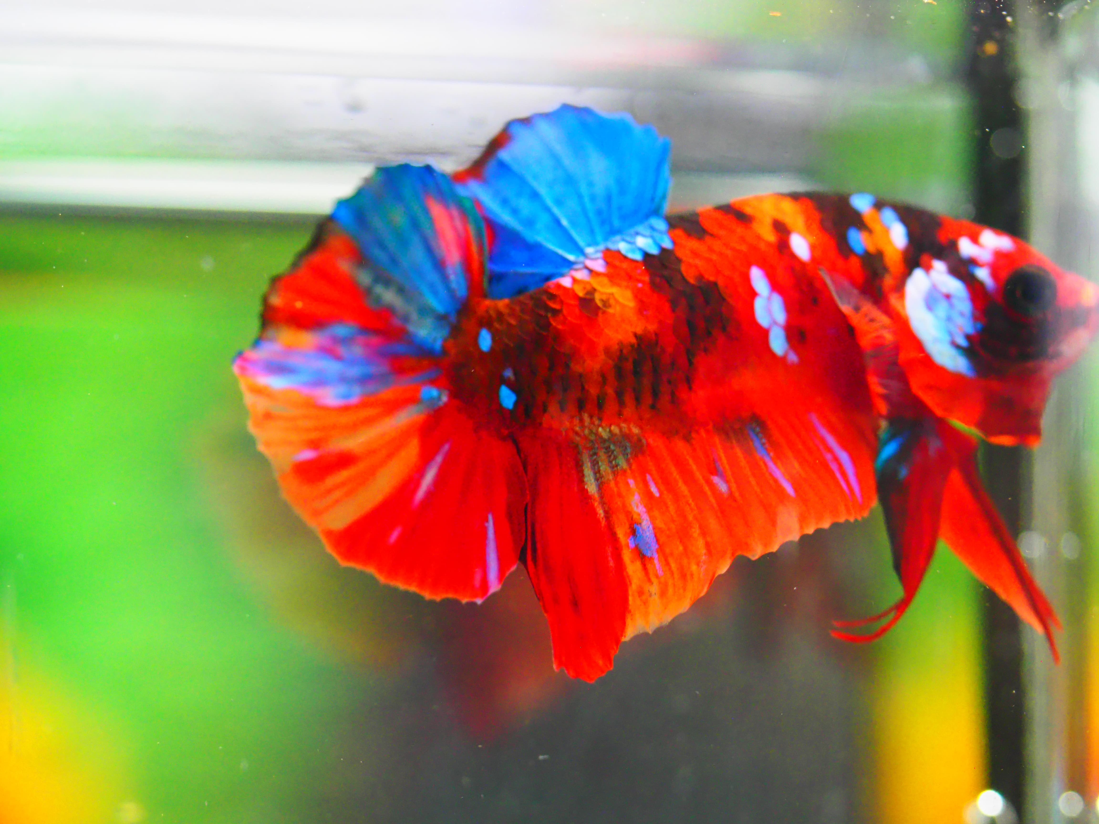 HMPK NEMO GALAXY MALE GRADE A +++