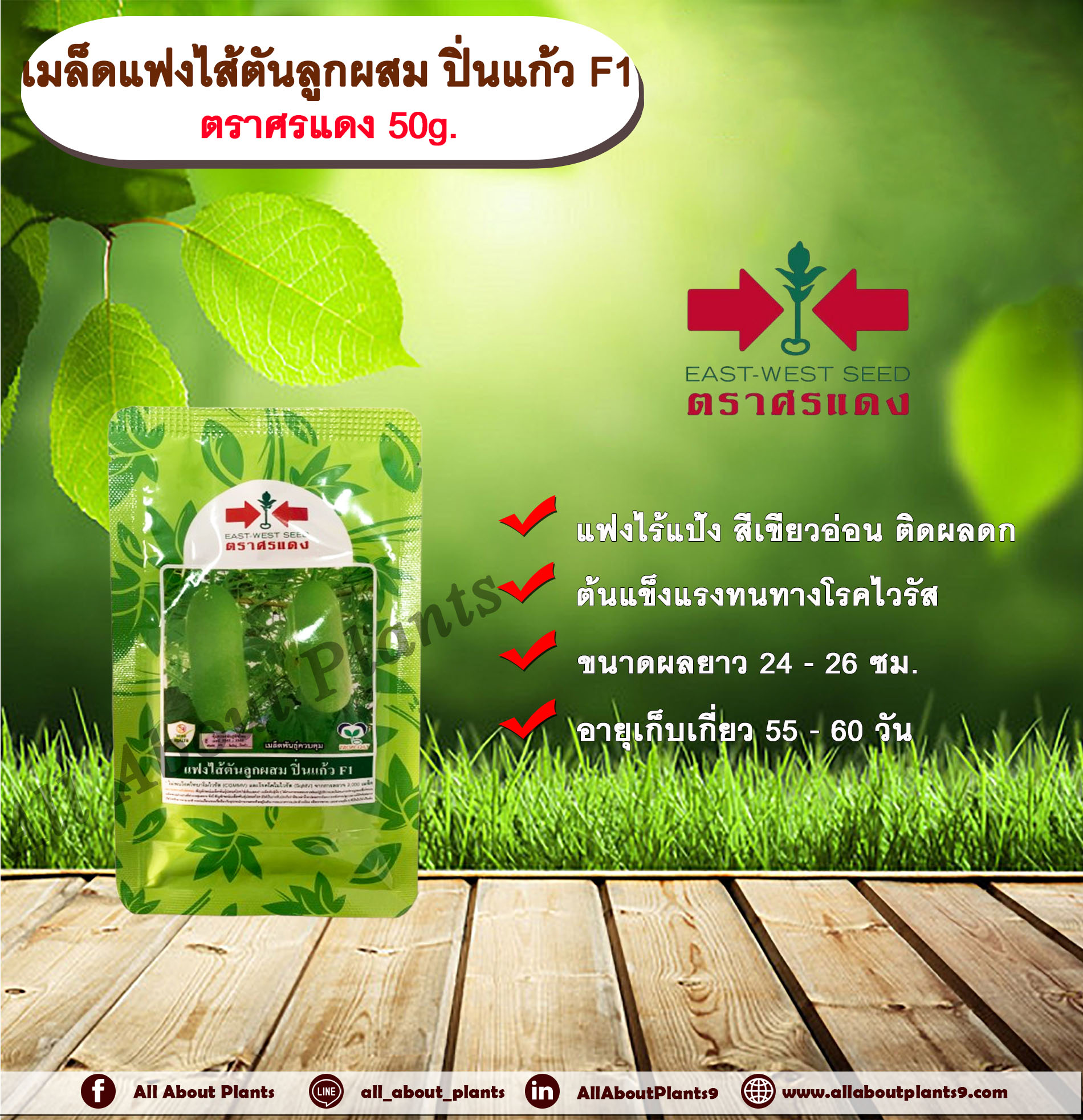แฟงไส้ตัน ปิ่นแก้ว 50 g. ตราศรแดง allaboutplants กระป๋อง