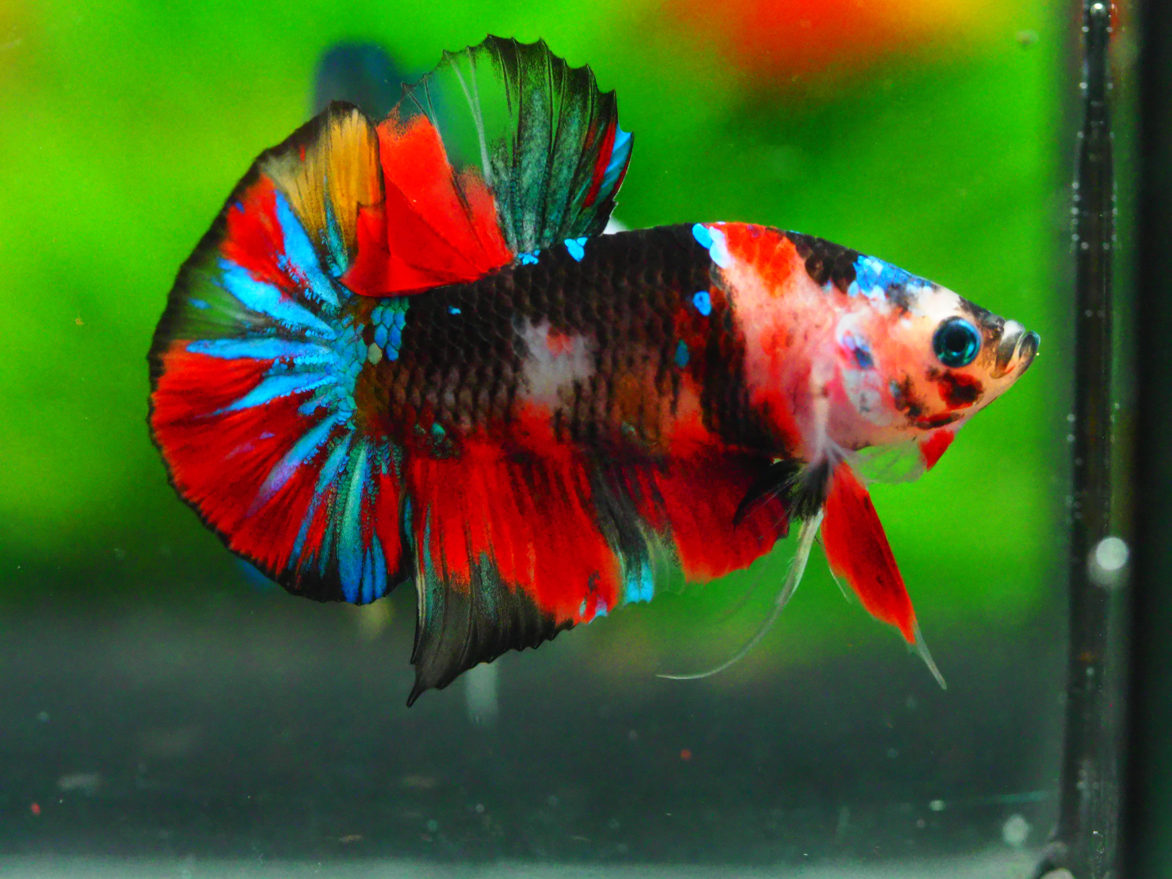 HMPK KOI GALAXY MALE GRADE A +++