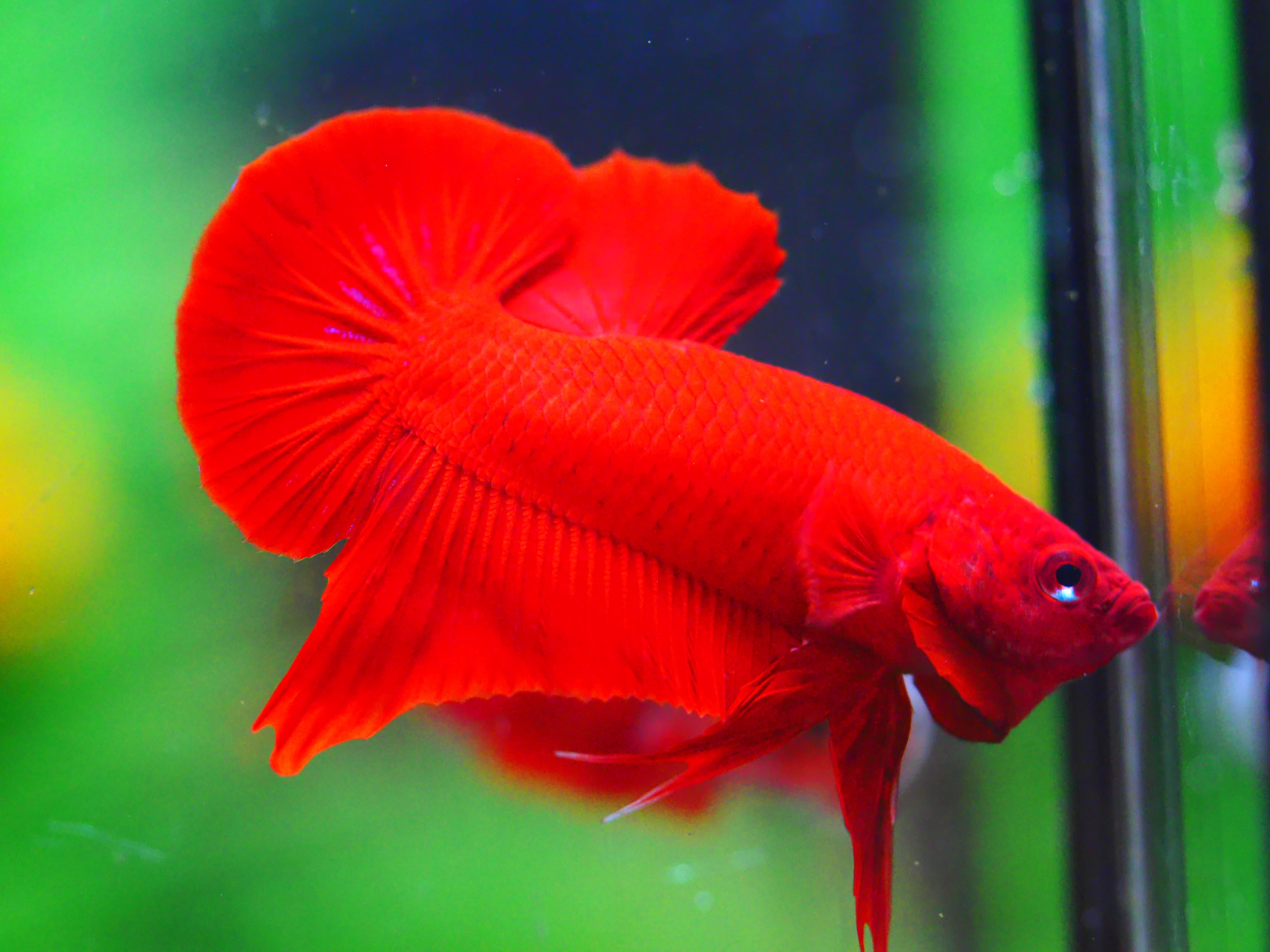 HMPK RED MALE GRADE A +++