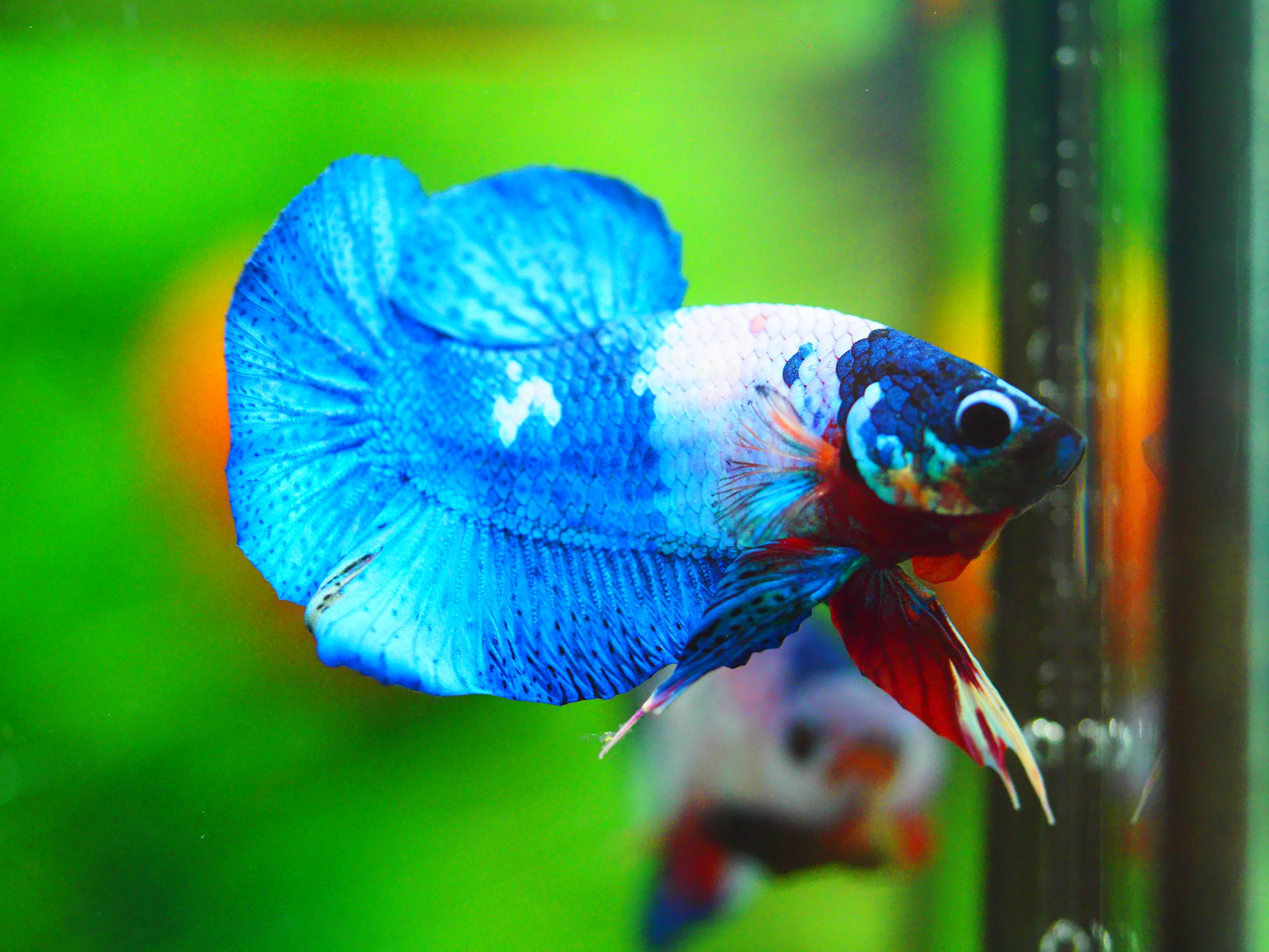 HMPK KOI FANCY MALE GRADE A +++