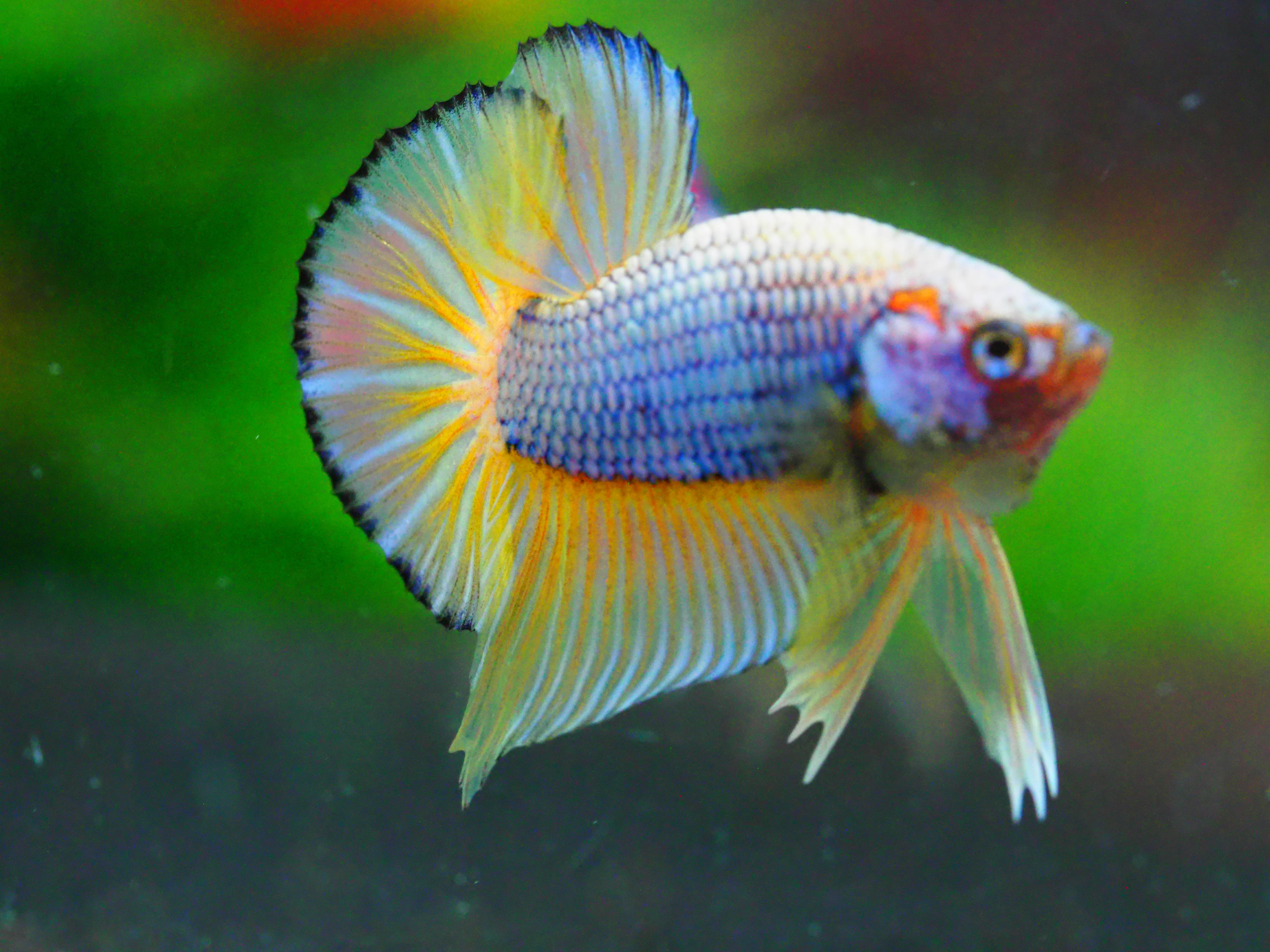 HMPK FANCY MALE GRADE A +++