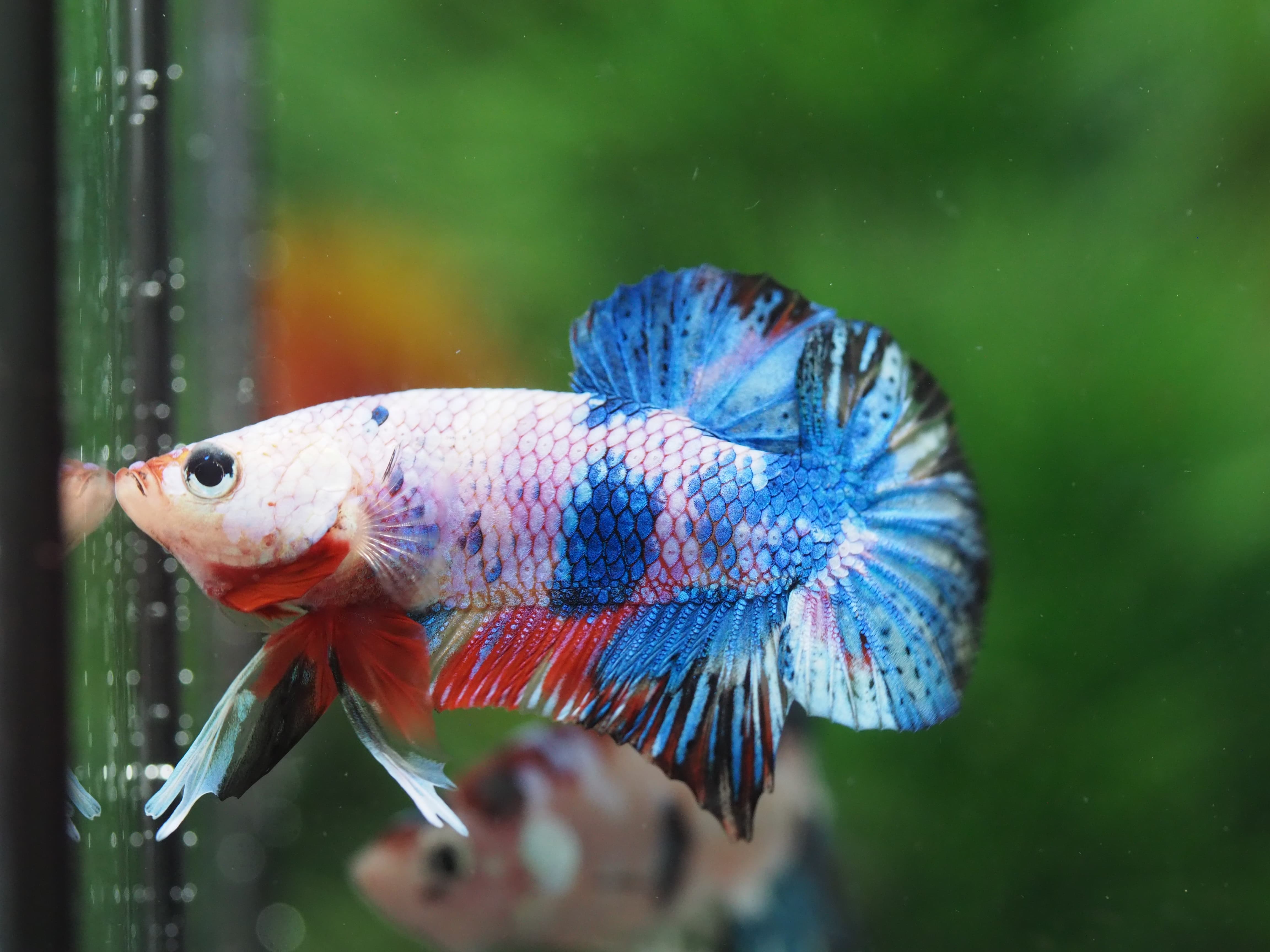 HMPK KOI FANCY MALE GRADE A+++