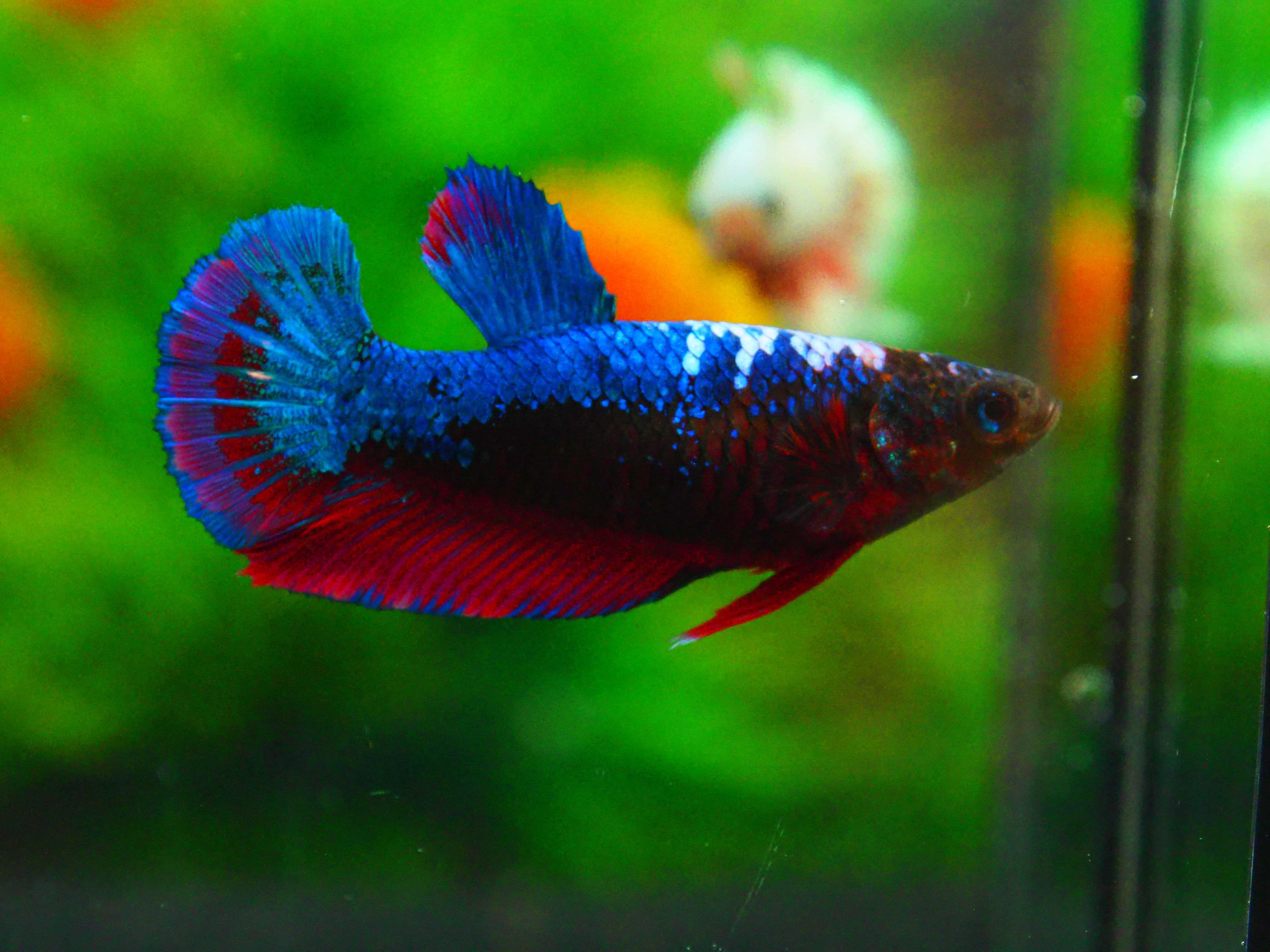 HMPK FANCY FN MALE GRADE A +++