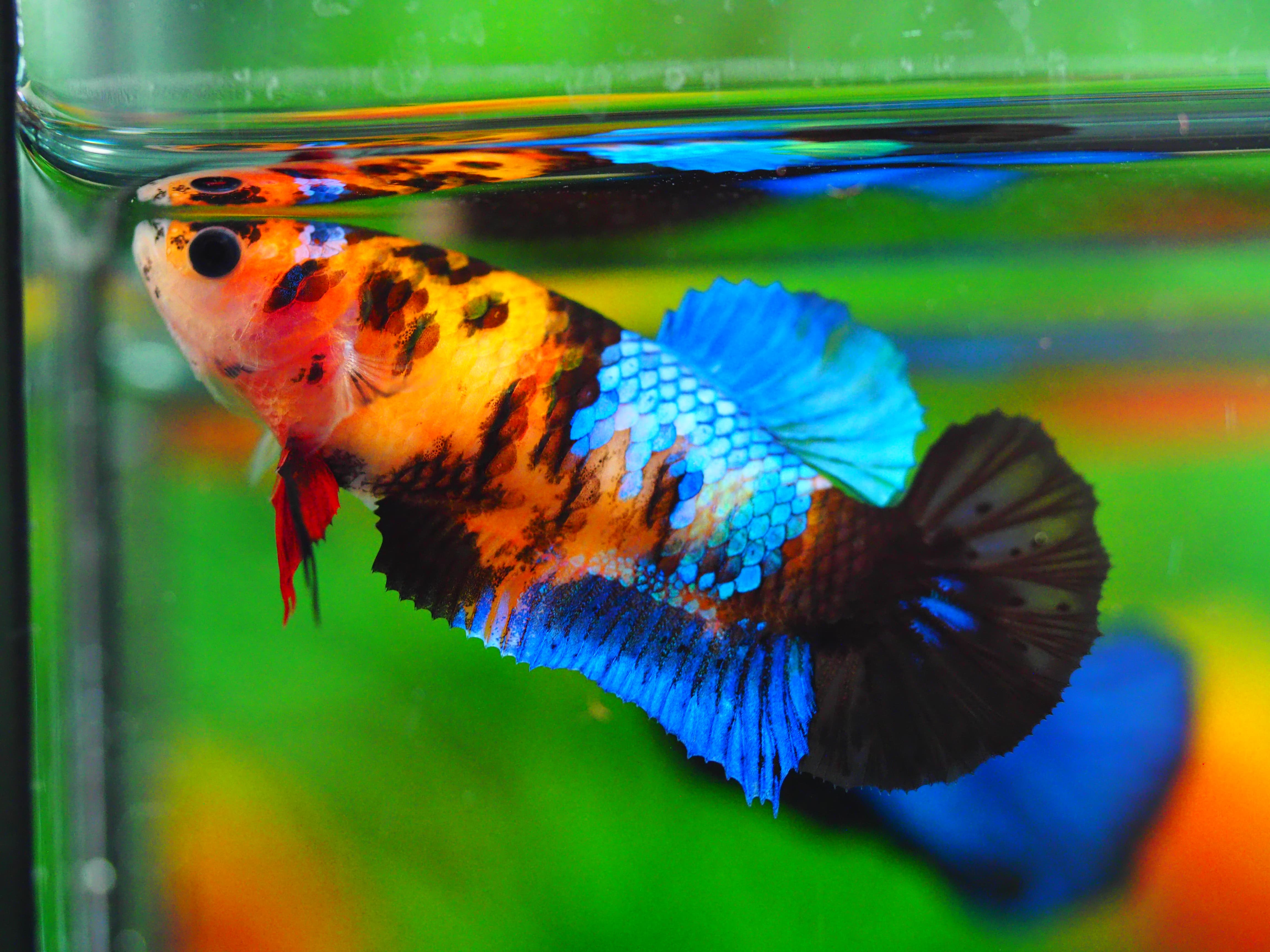 HMPK NEMO GLAXY GRADE A++ FEMALE