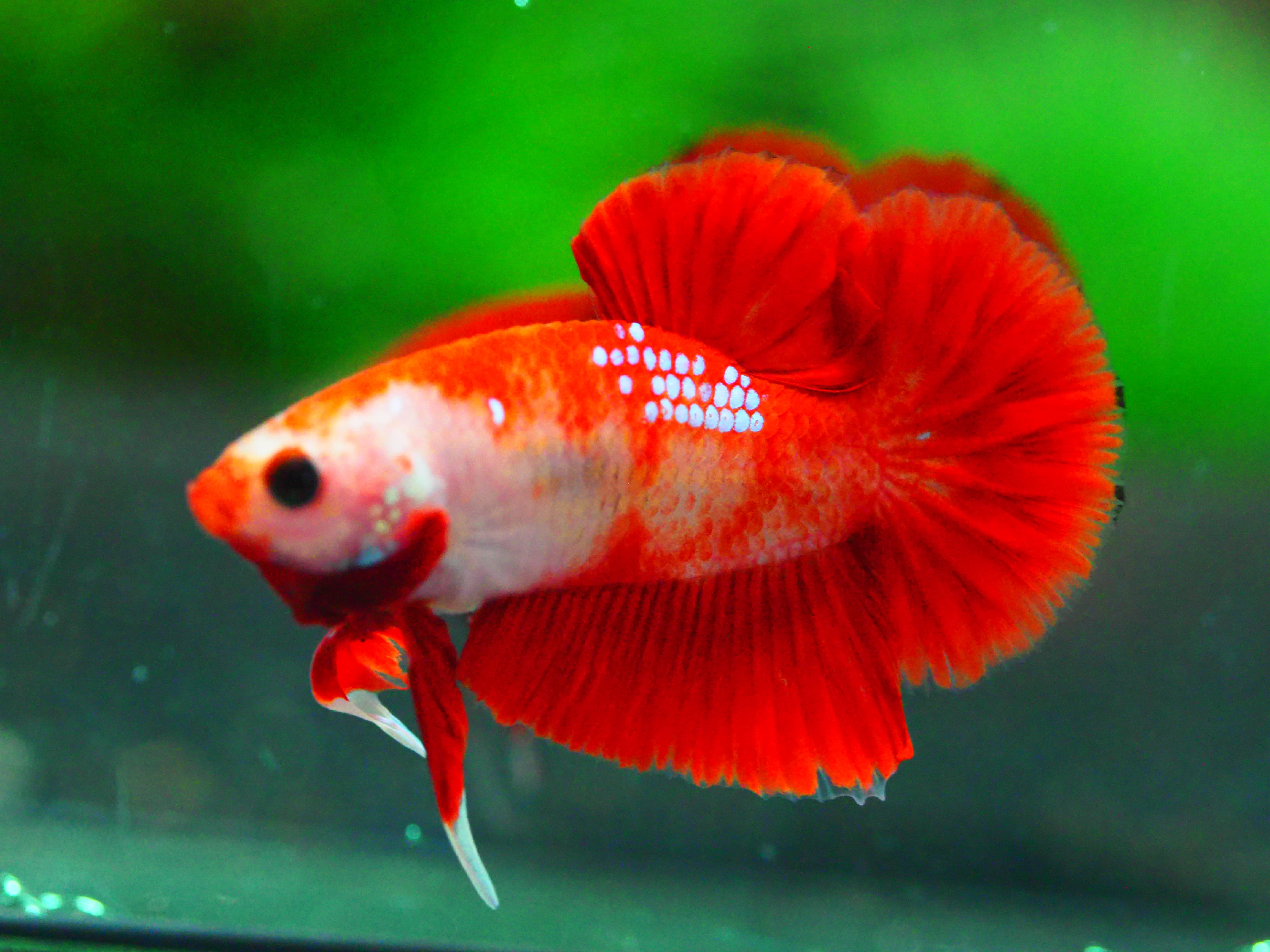 HMPK FANCY MALE GRADE A +++