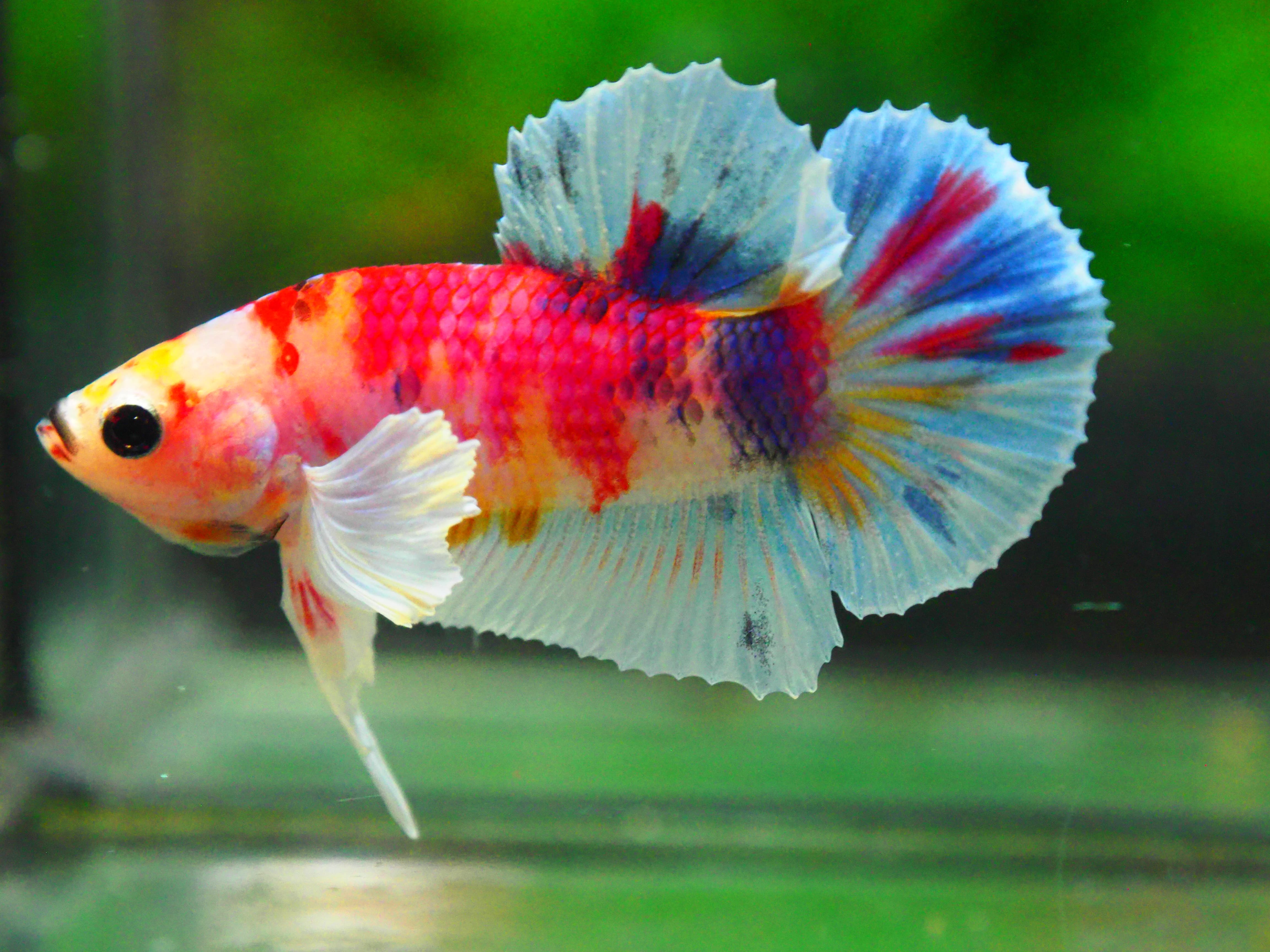 HMPK DUMBO MALE GRADE A +++