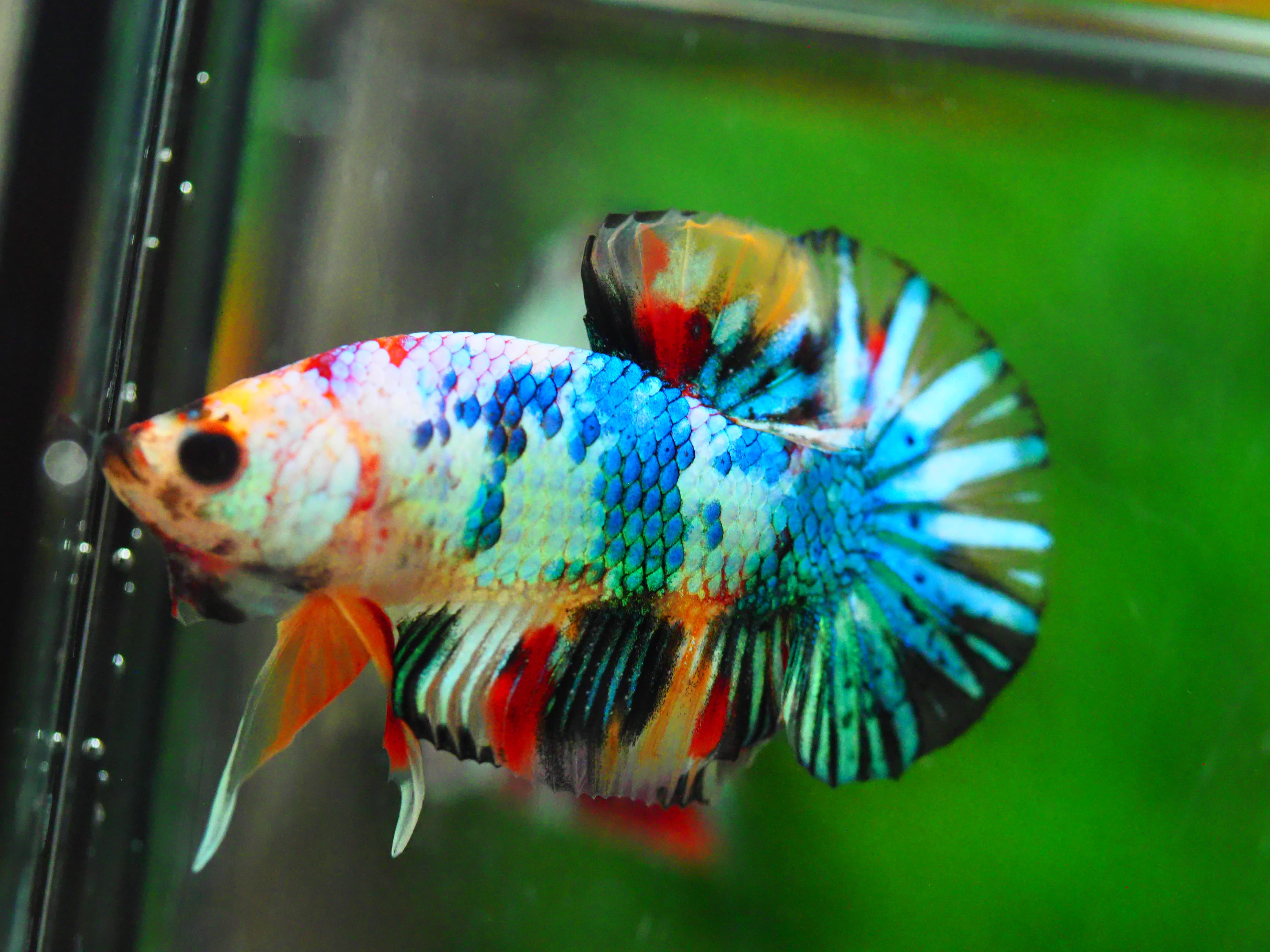 HMPK KOI GALAXY MALE GRADE A +++