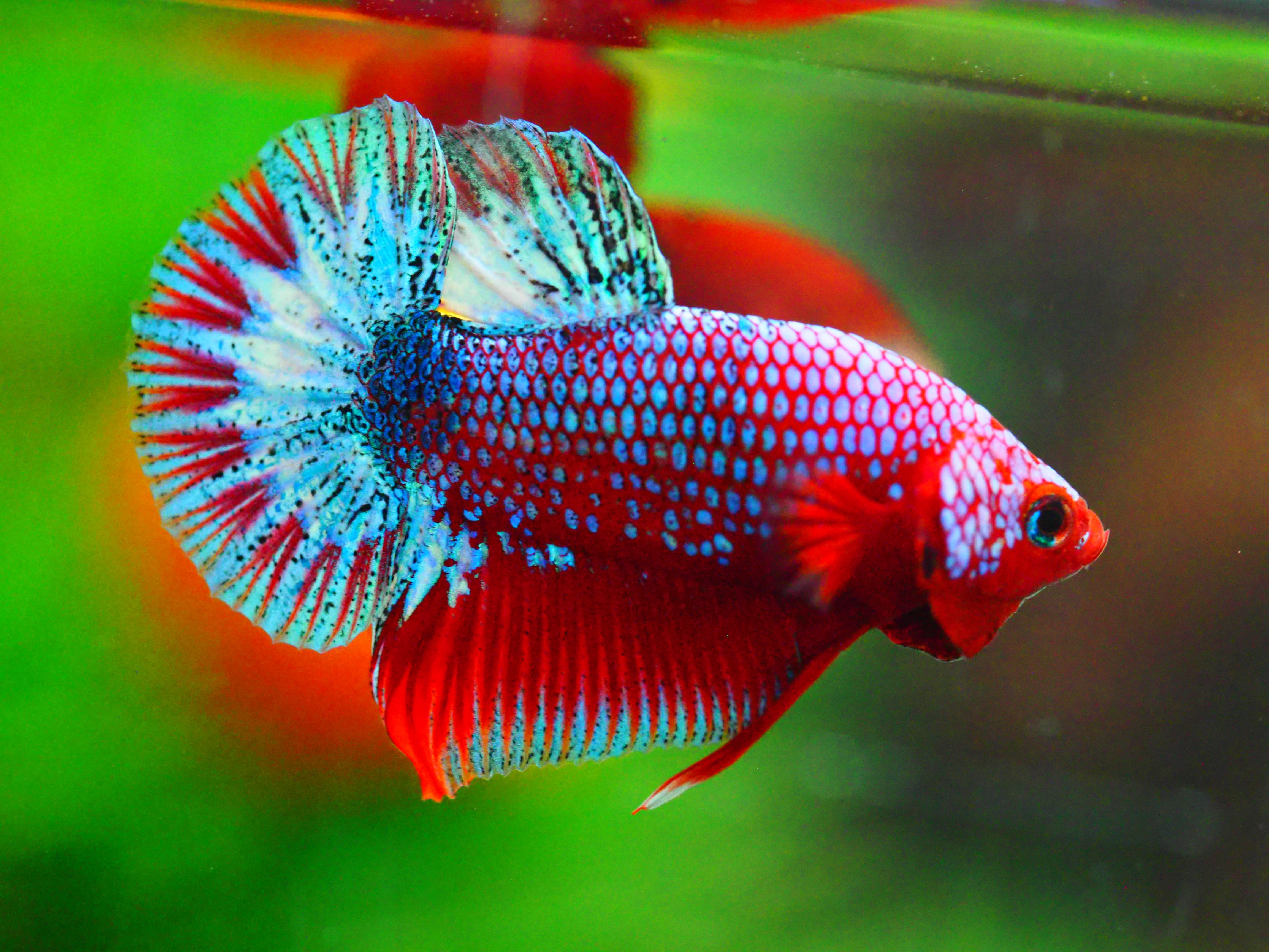 HMPK FANCY MALE GRADE A +++