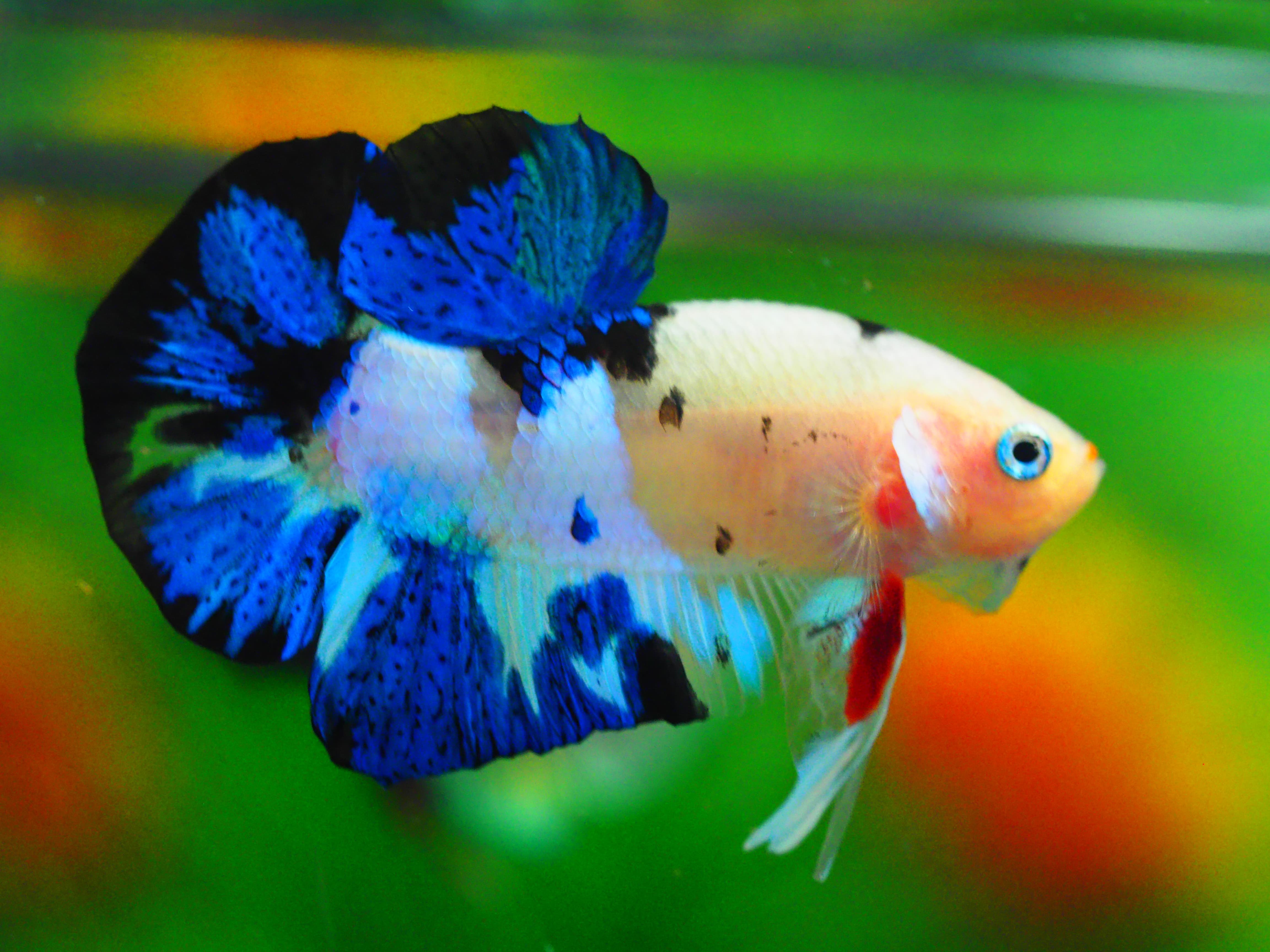 HMPK KOI GALAXY MALE GRADE A +++