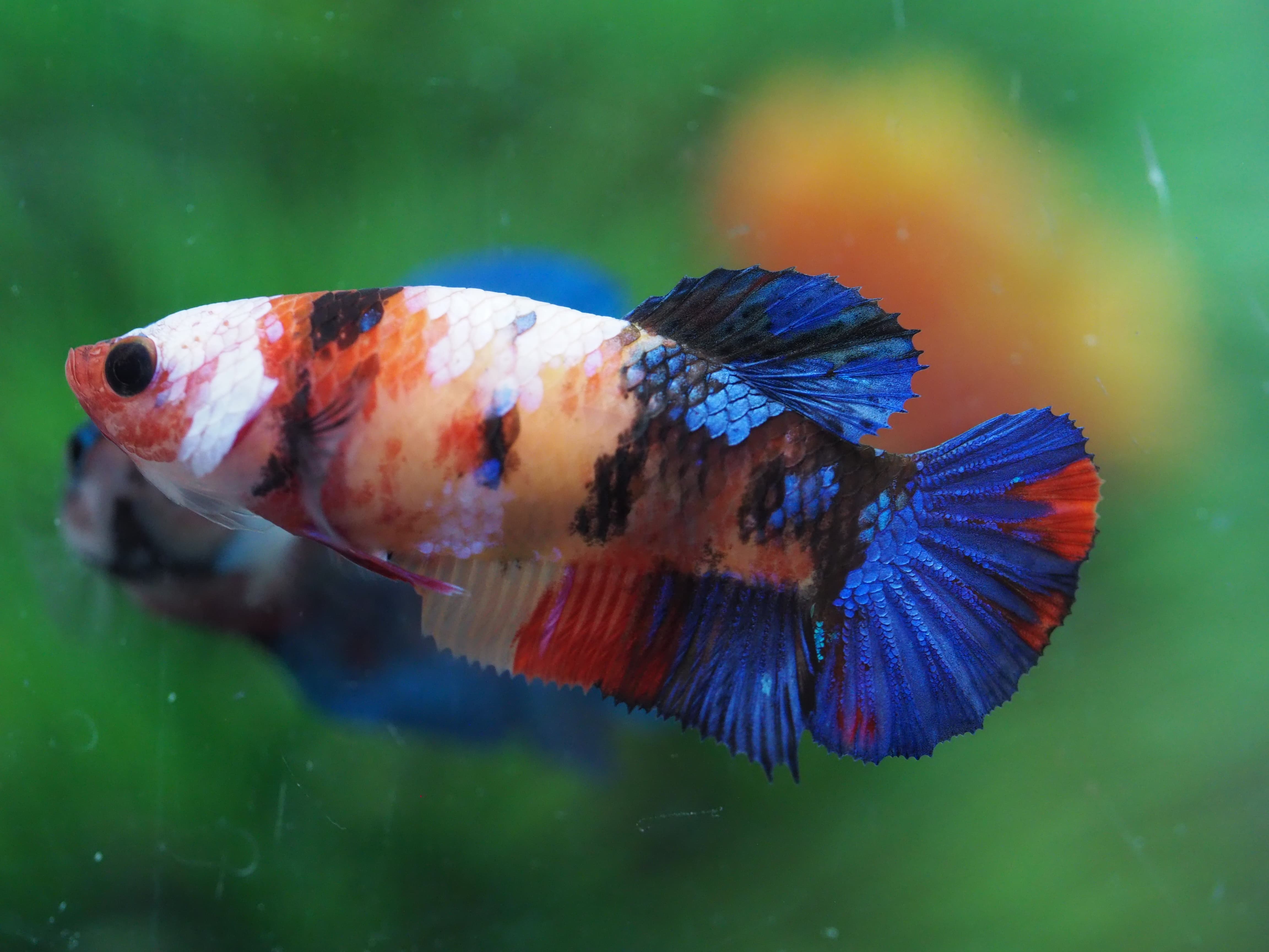 HMPK KOI NEMO GALAXY FEMALE GRADE A+++