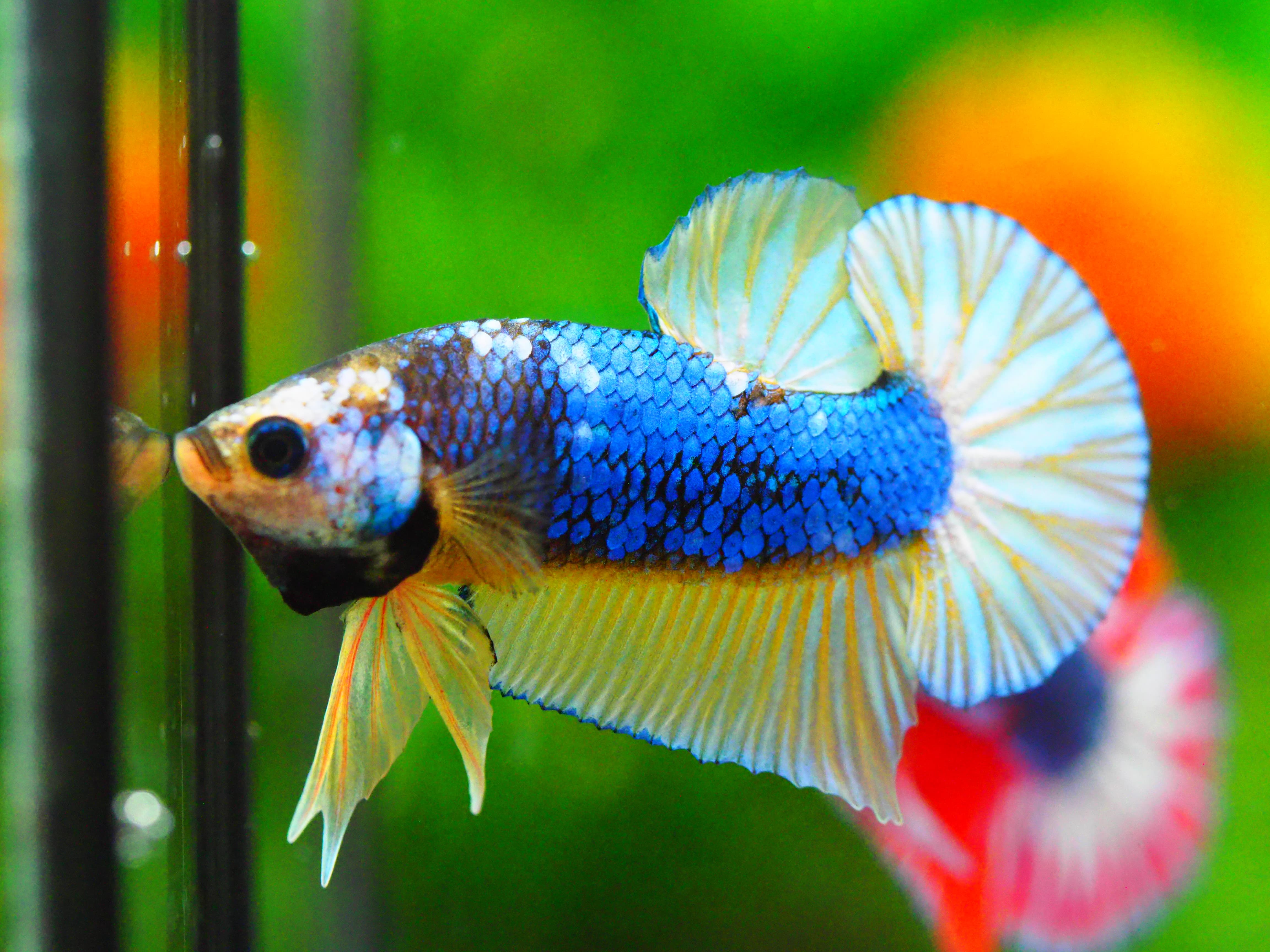 HMPK FANCY MALE GRADE A +++