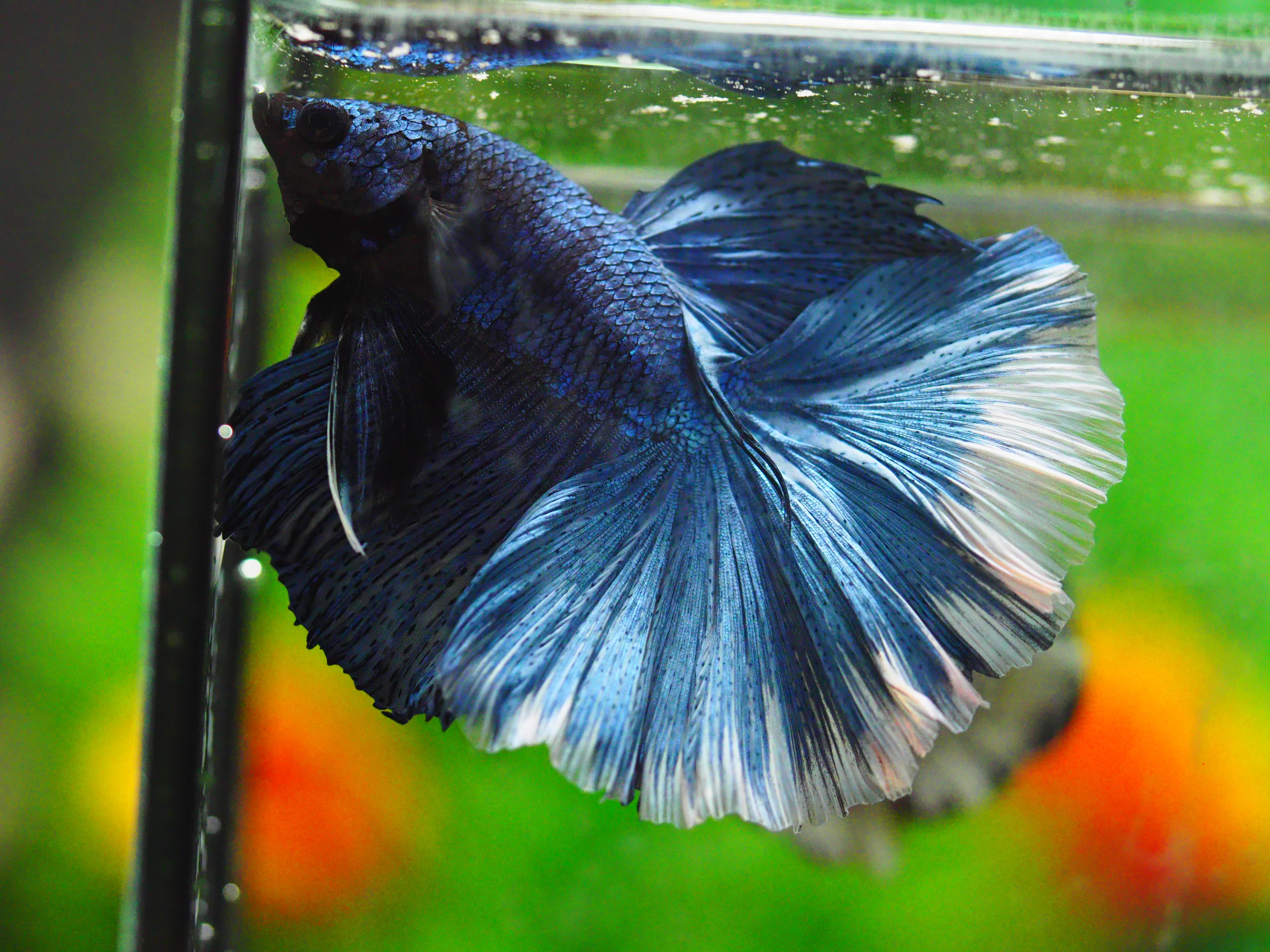 HM FANCY MALE GRADE A +++