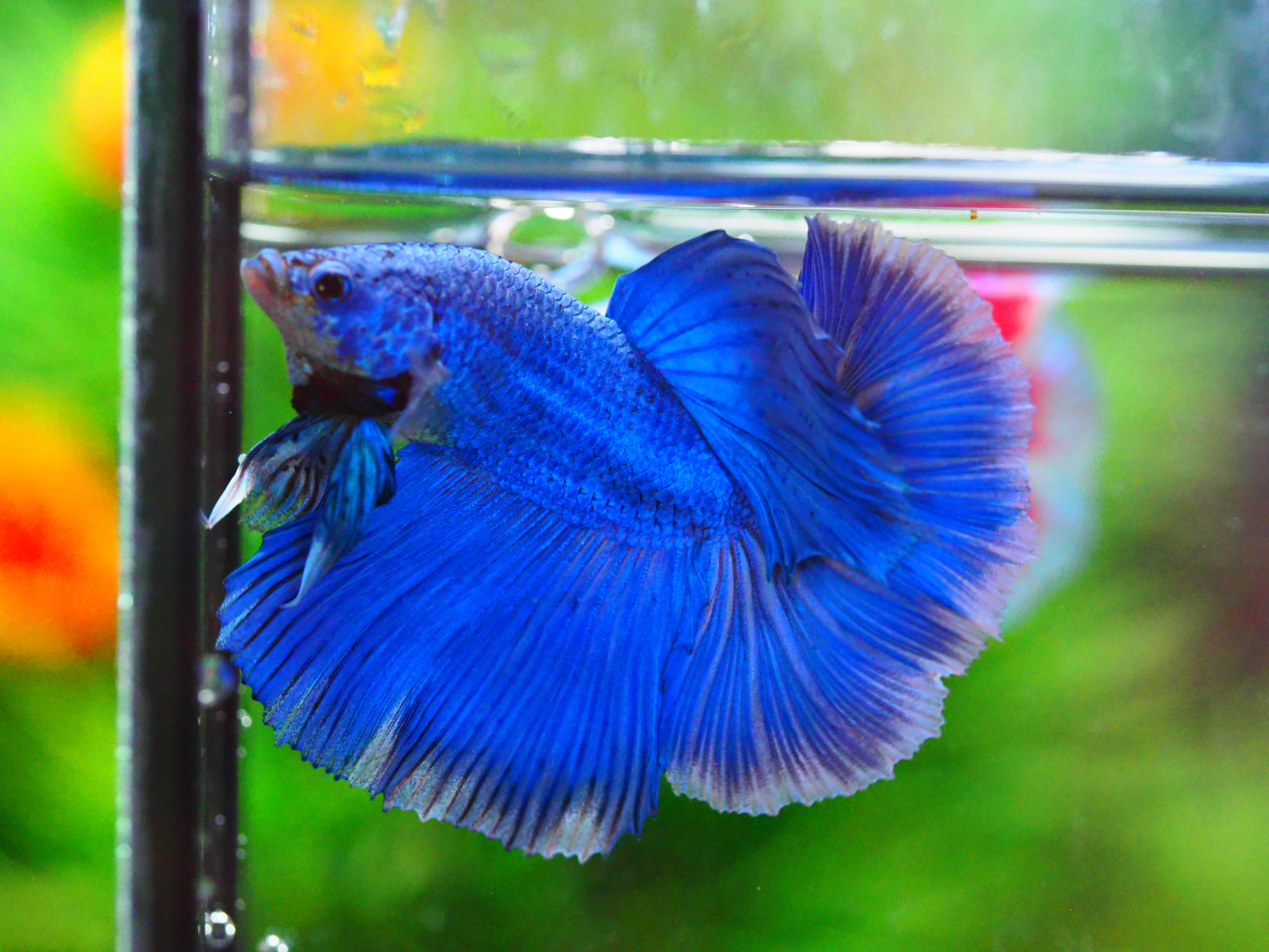 HM FANCY MALE GRADE A +++