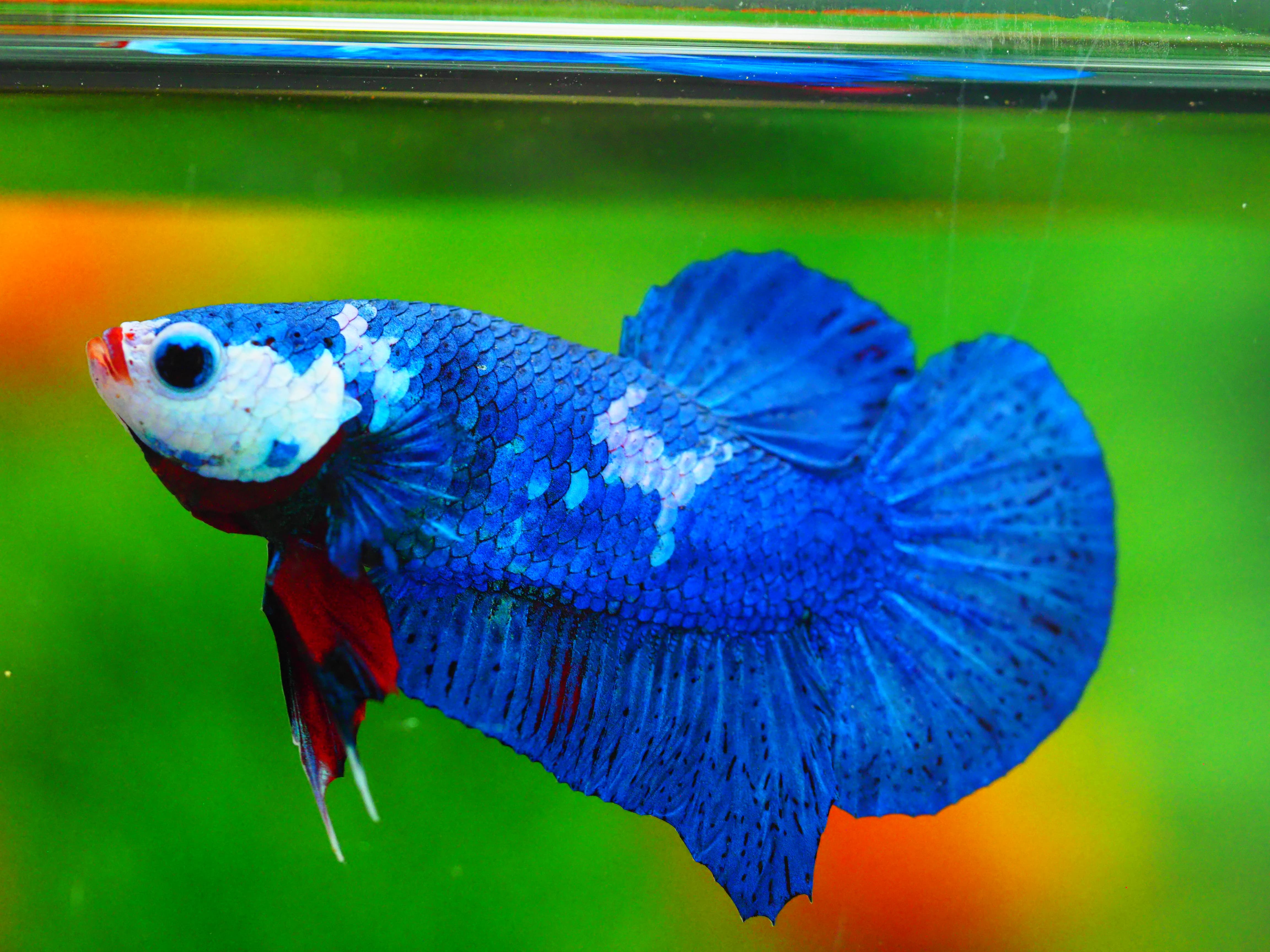 HMPK KOI GALAXY MALE GRADE A +++