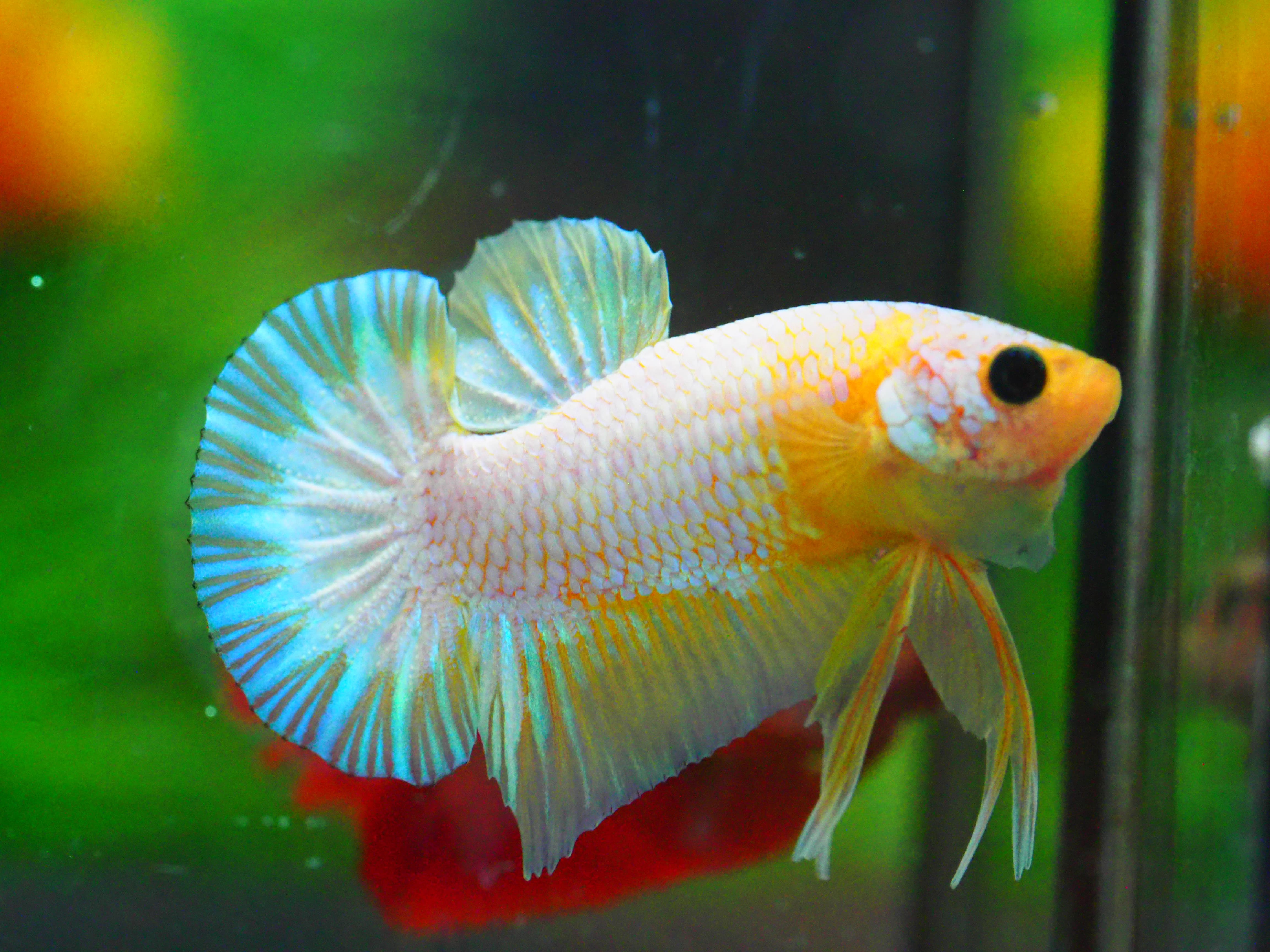 HMPK FANCY MALE GRADE A +++