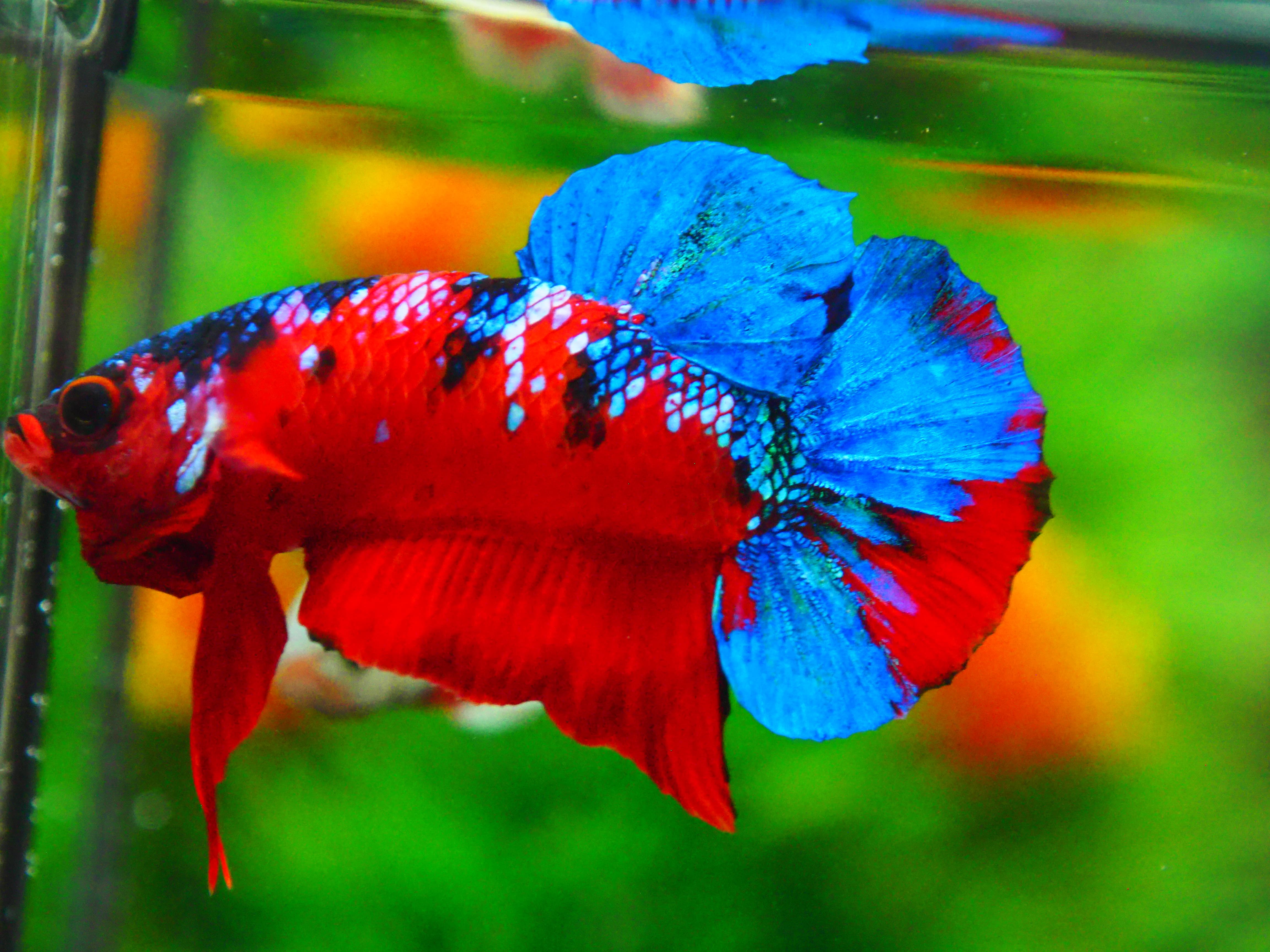 HMPK KOI GALAXY MALE GRADE A +++