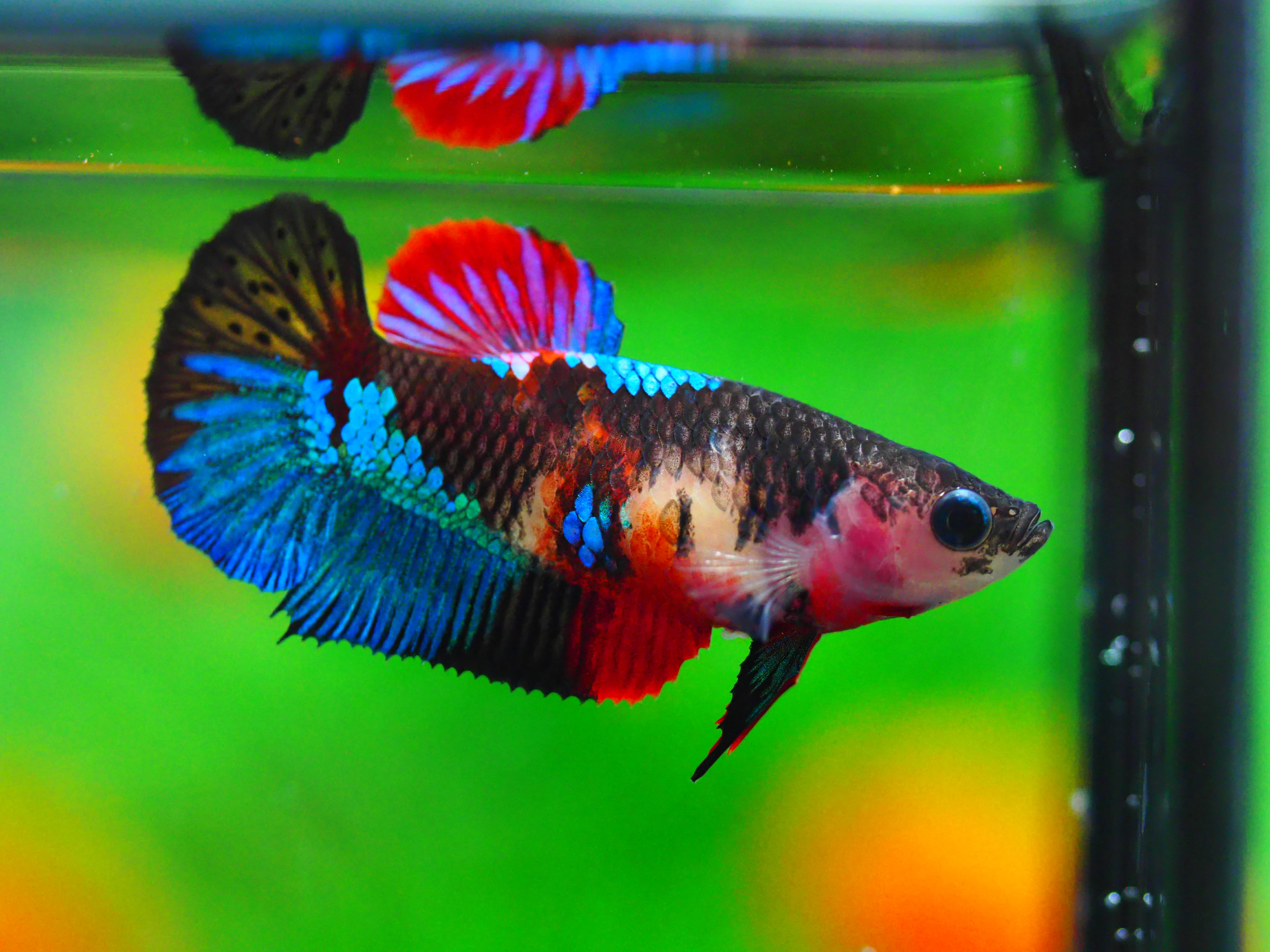 HMPK KOI GALAXY FNMALE GRADE A +++