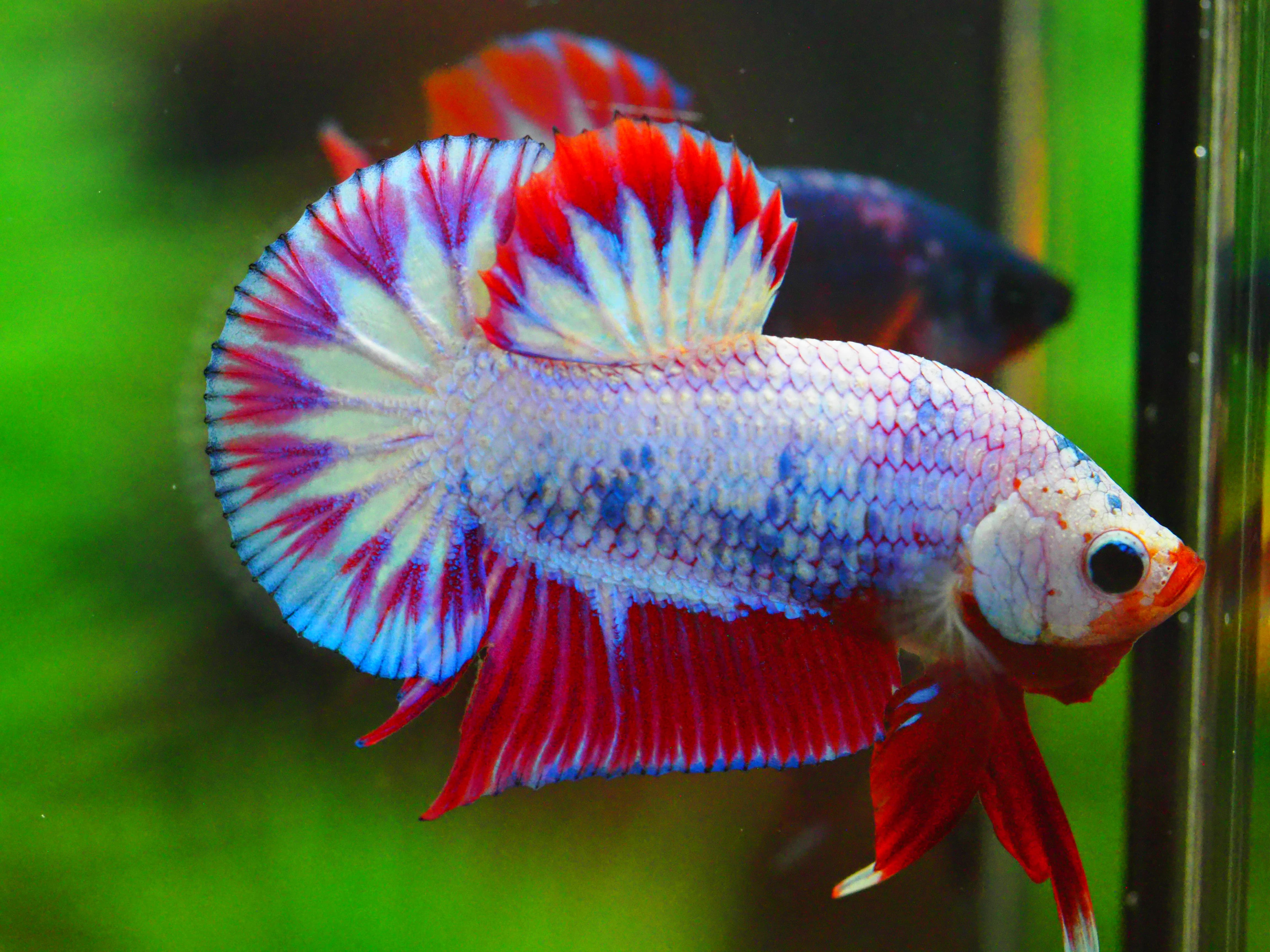 HMPK FANCY MALE GRADE A +++