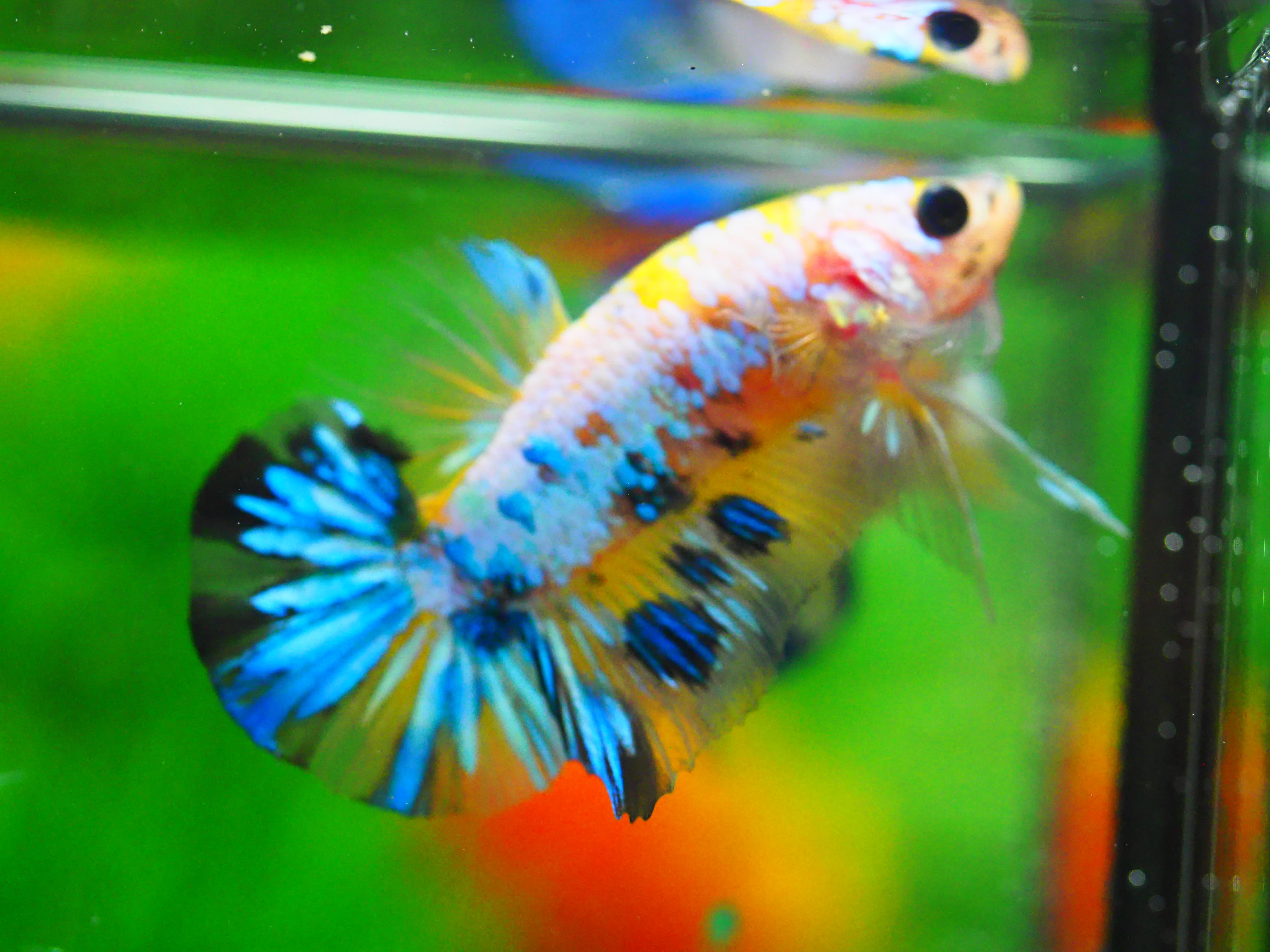 HMPK FANCY MALE GRADE A +++