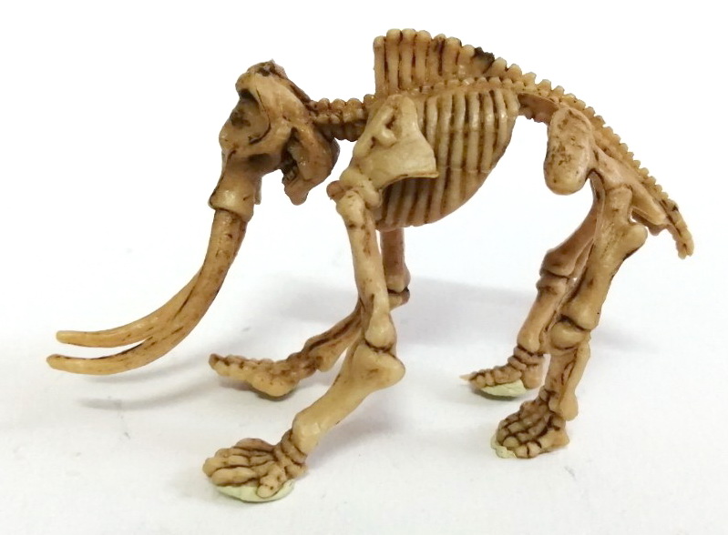 ตุ๊กตายางโครงกระดูกไดโนเสาร์ เป็นงานไขตู้แคปซูล ขายพร้อมกันสองแบบ 1.โครงกระดูกช้างแมมมอส และ 2.อแนทธอซอรัส เป็นยางยืดหนุ่นได้ ไม่ต้องกลัวหัก ลงสีเหมือนฟอสซิลโครงกระดูก ขายคู่