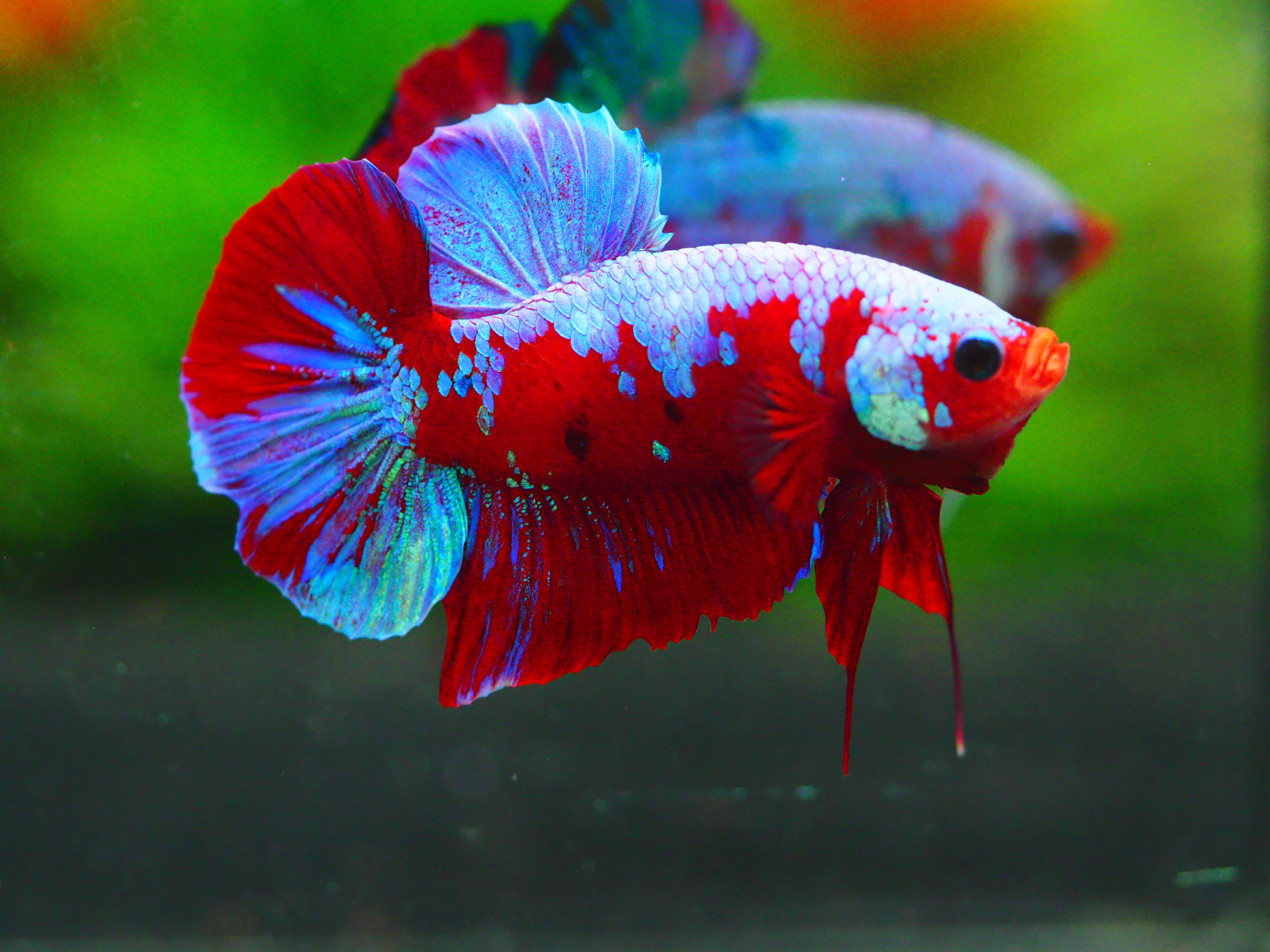 HMPK KOI GALAXY MALE GRADE A +++