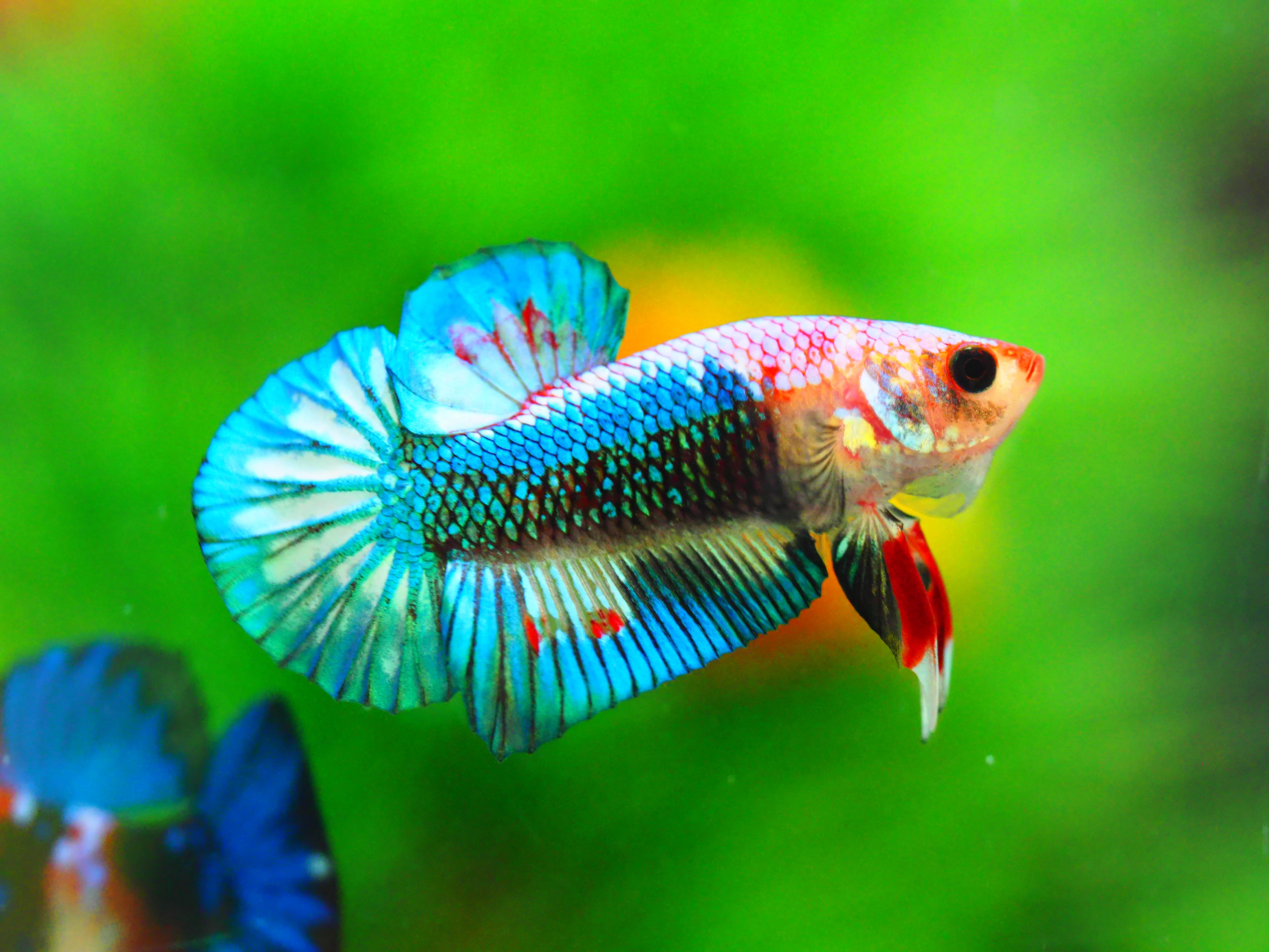 HMPK FANCY MALE GRADE A +++