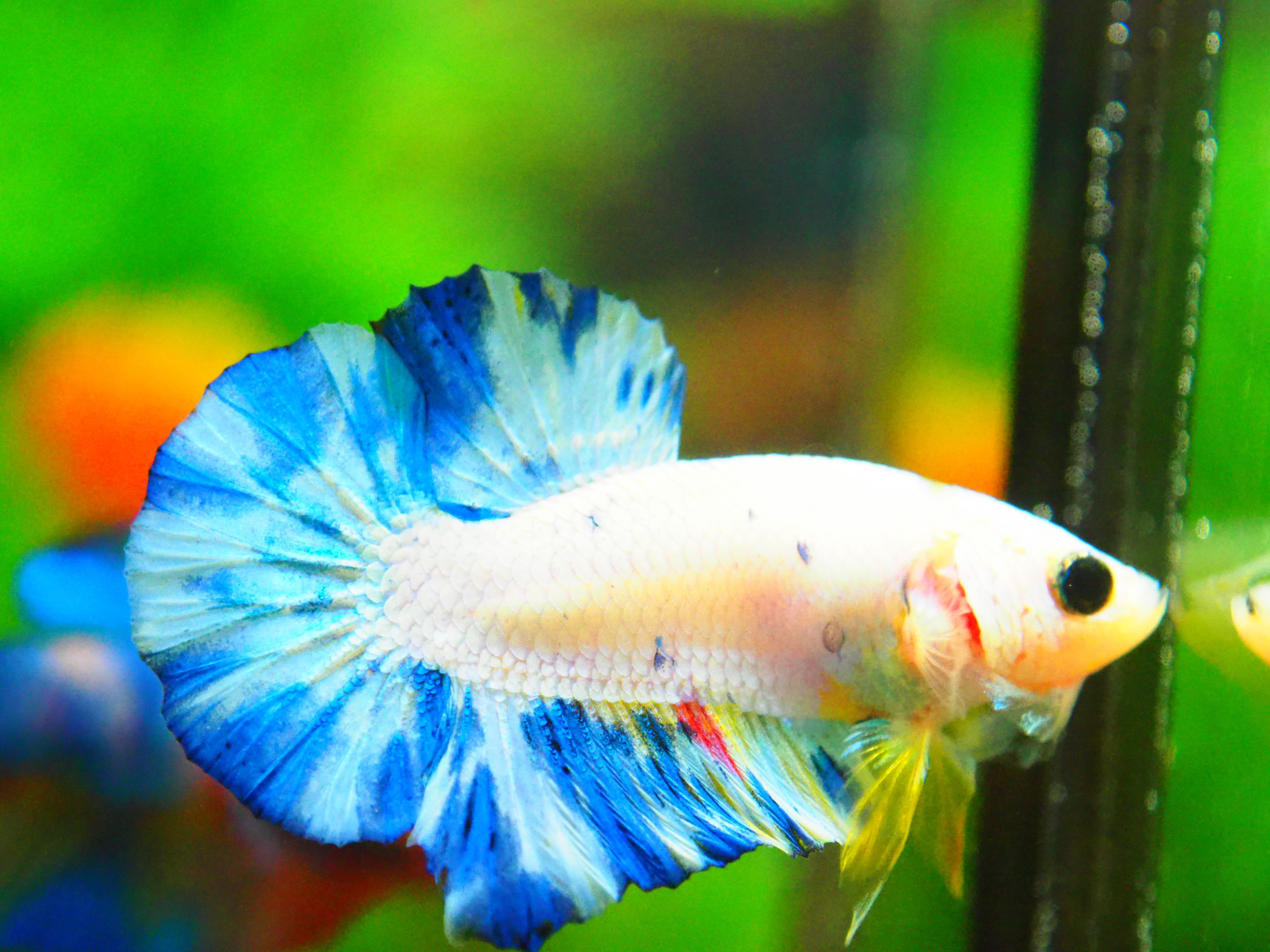 HMPK FANCY MALE GRADE A +++