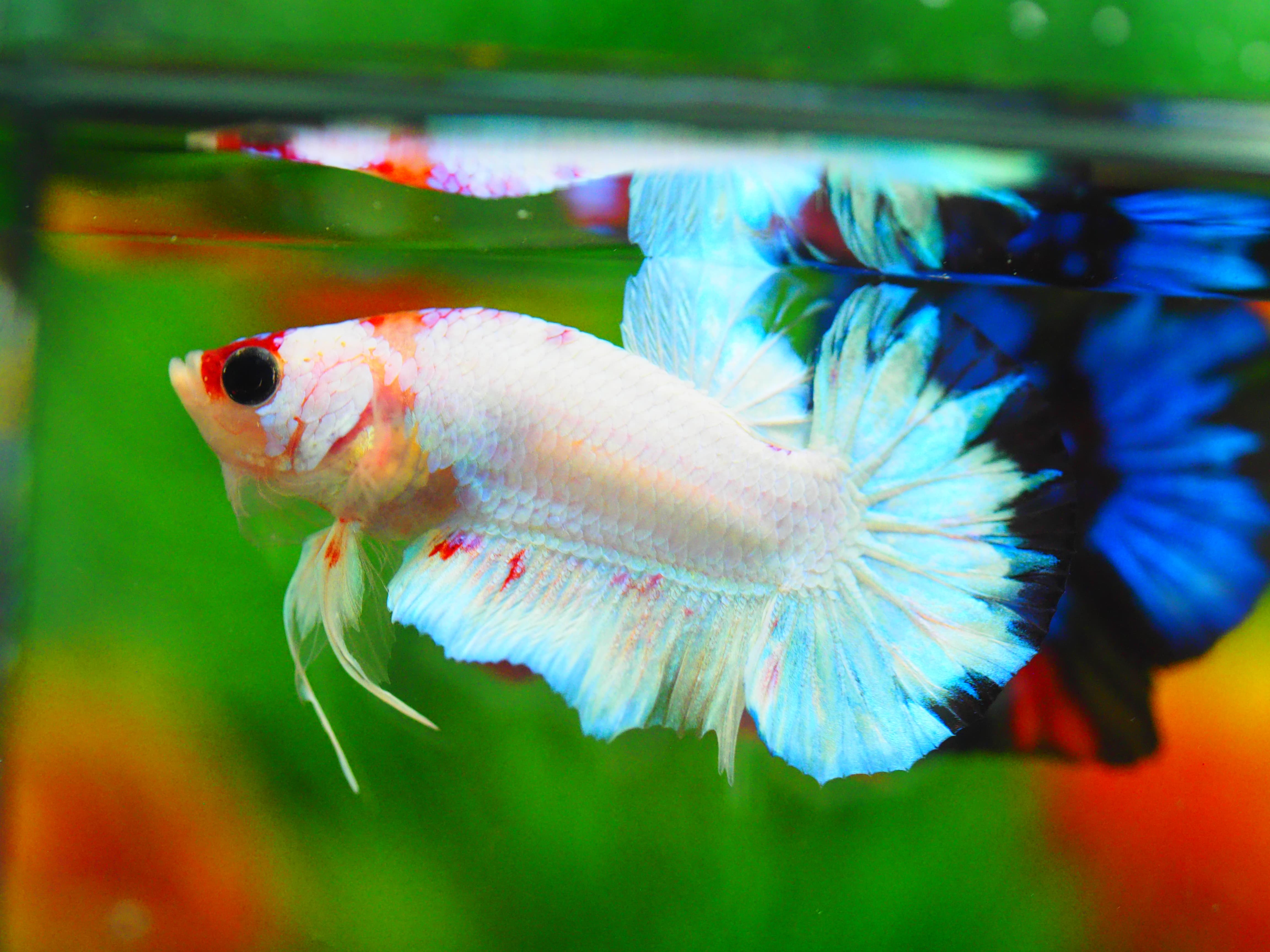 HMPK KOI FANCY MALE GRADE A+++ ปลาเด็ก