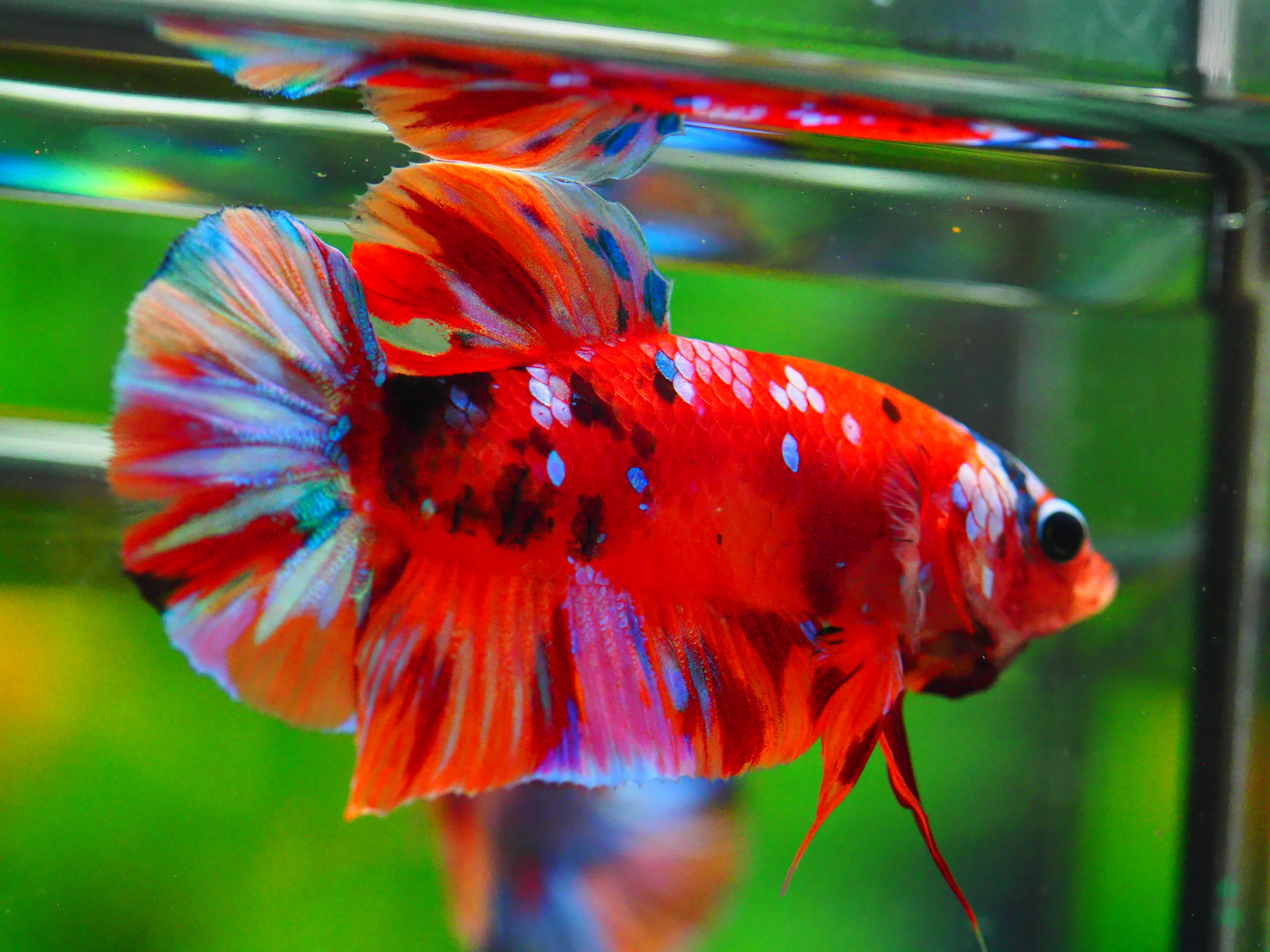 HMPK NONE GALAXY MALE GRADE A +++