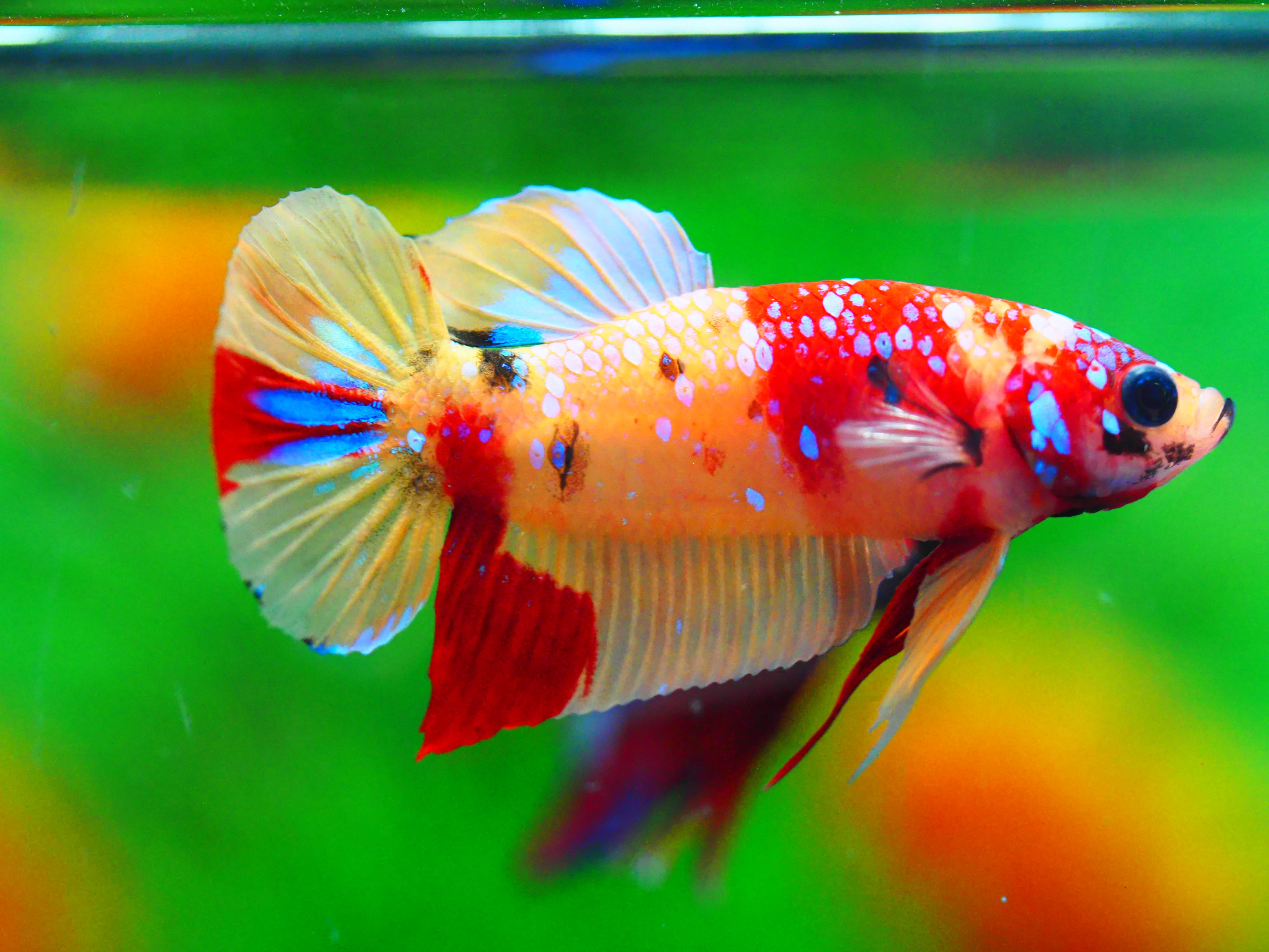 HMPK NEMO GALAXY MALE GRADE A +++