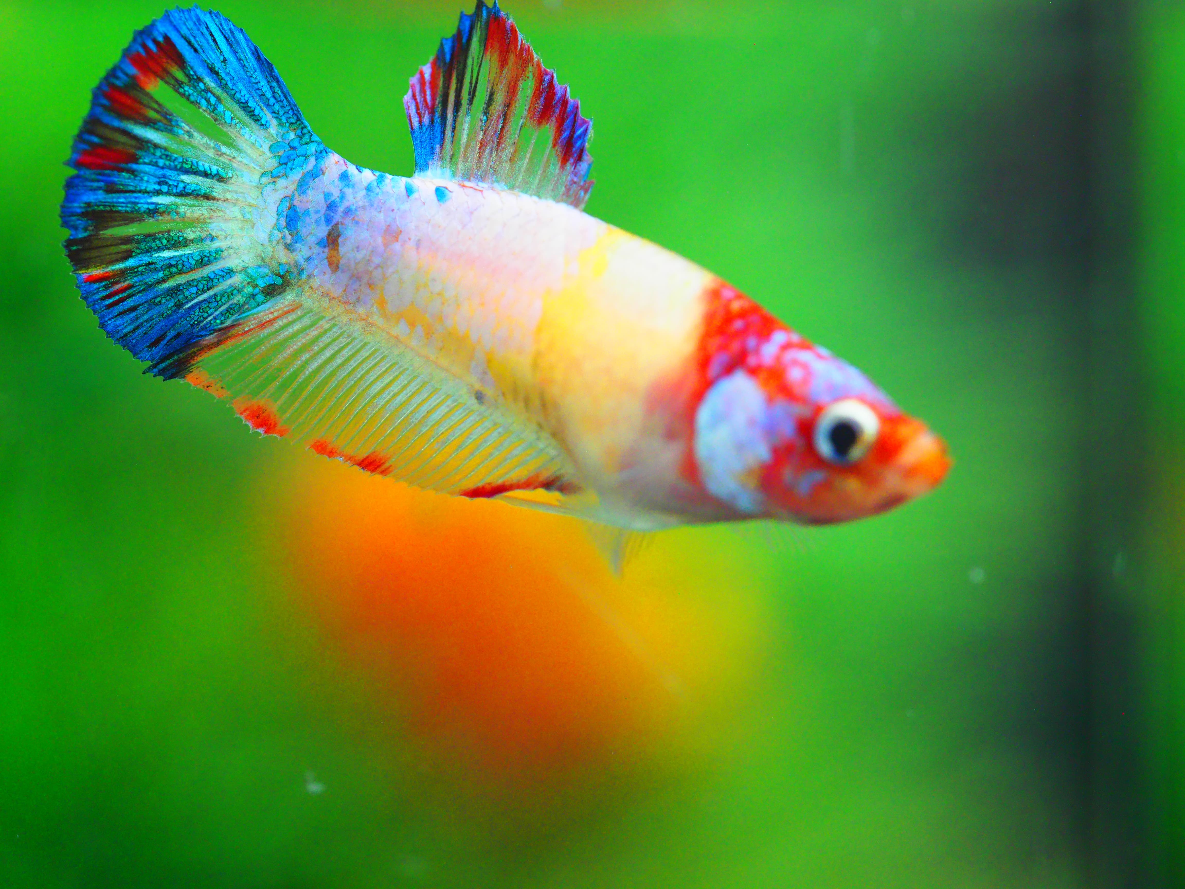 HMPK KOI GALAXY FNMALE GRADE A +++