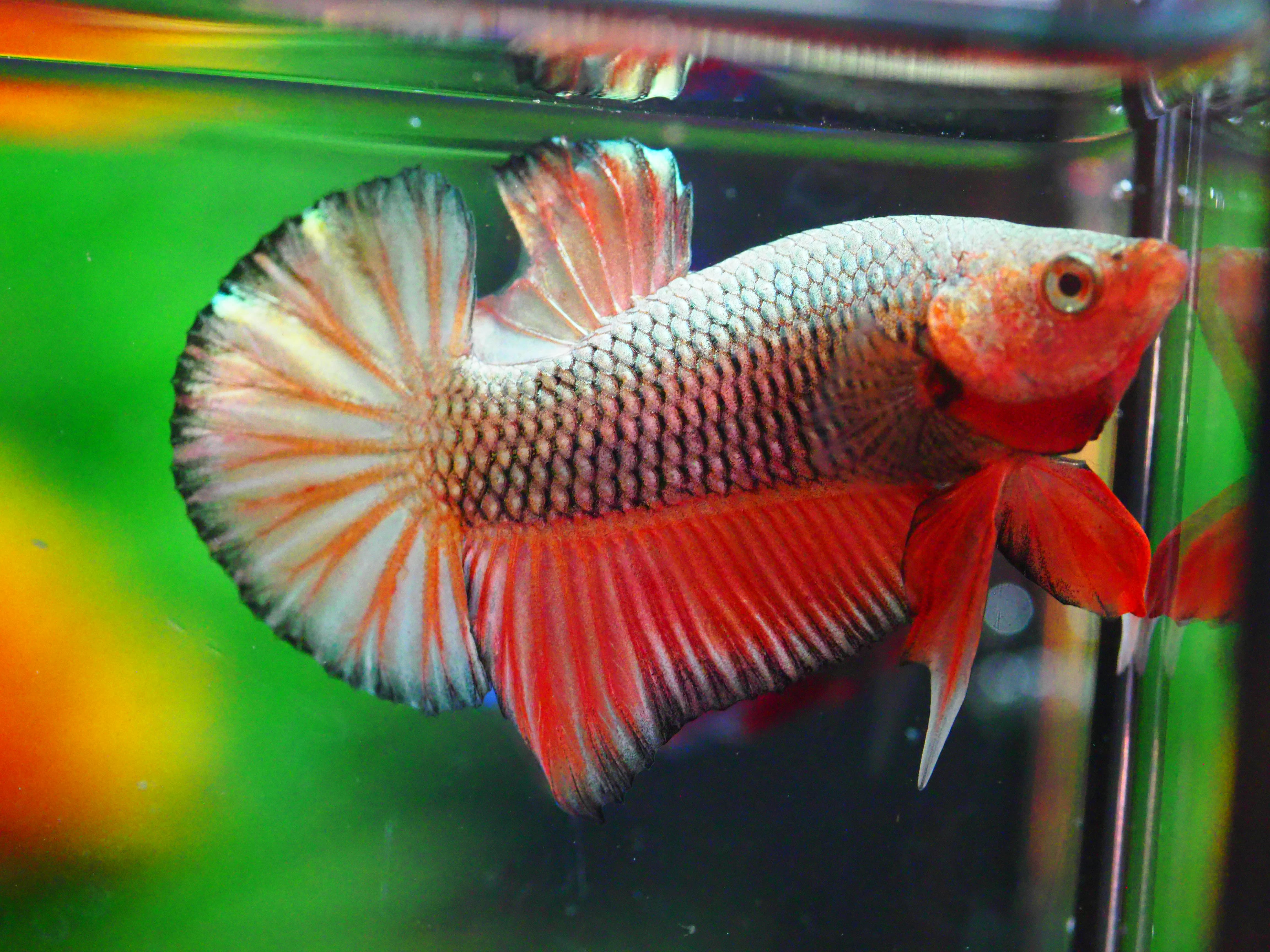 HMPK FANCY MALE GRADE A +++