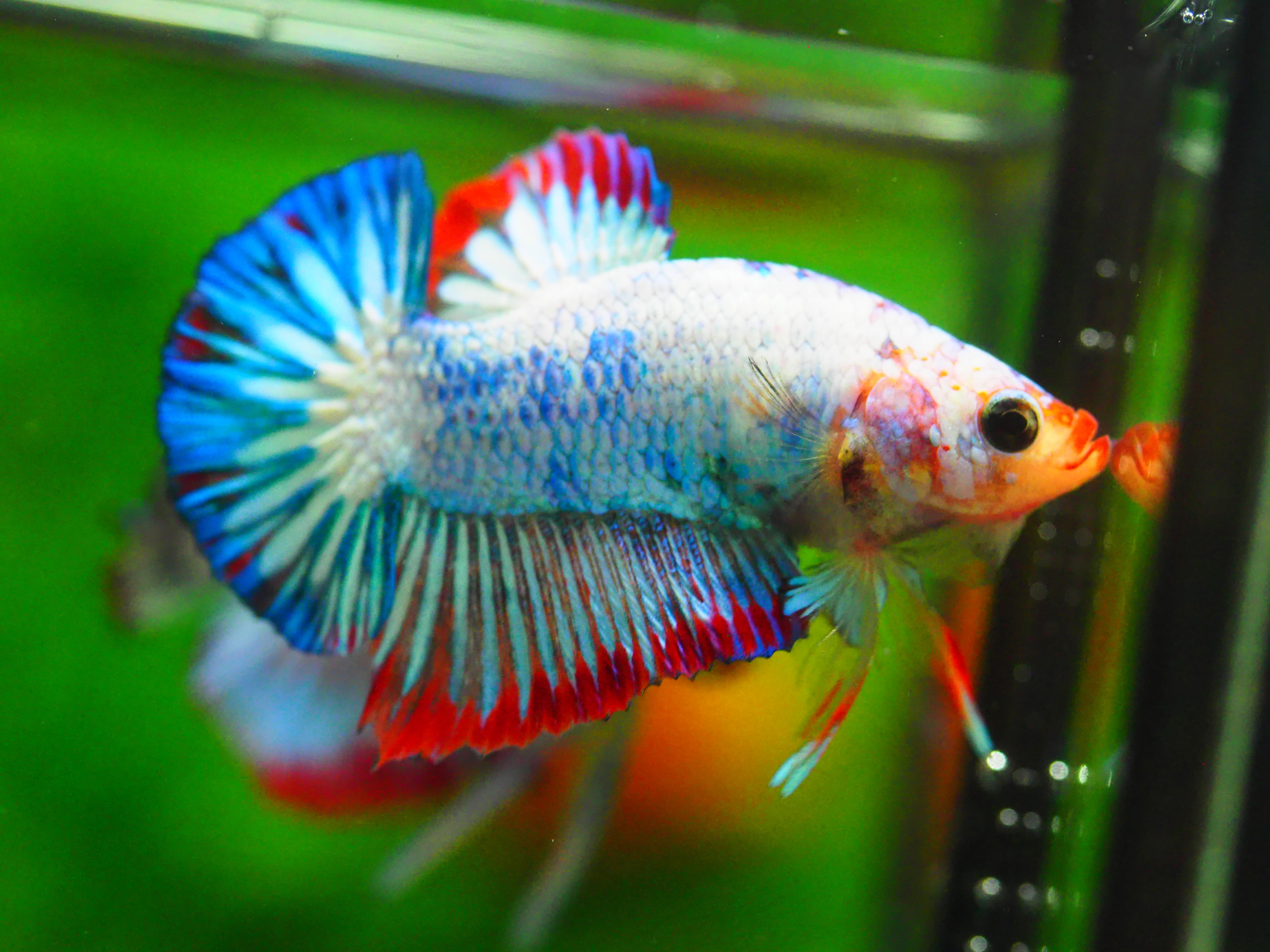 HMPK FANCY MALE GRADE A +++