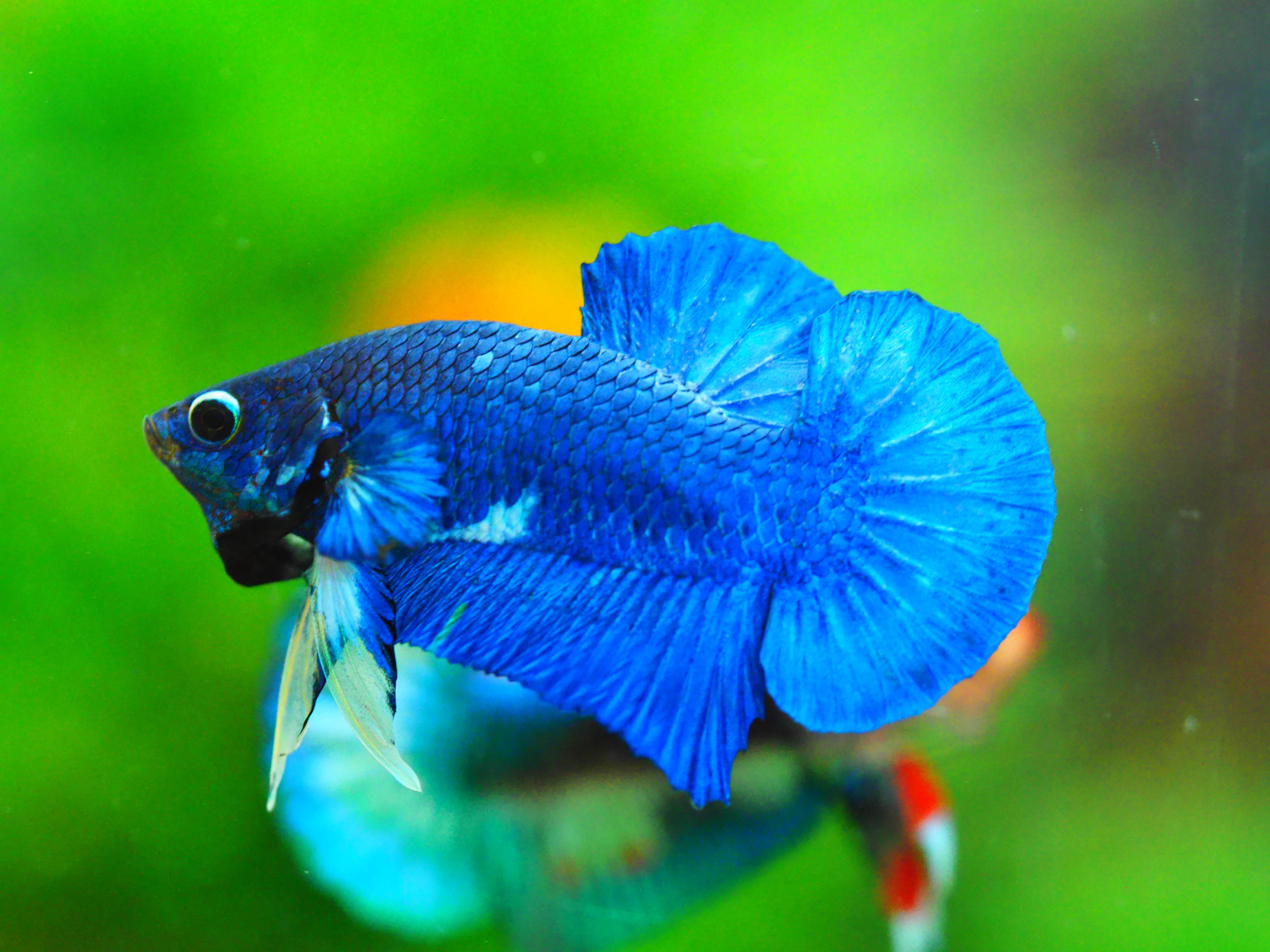 HMPK FANCY MALE GRADE A +++