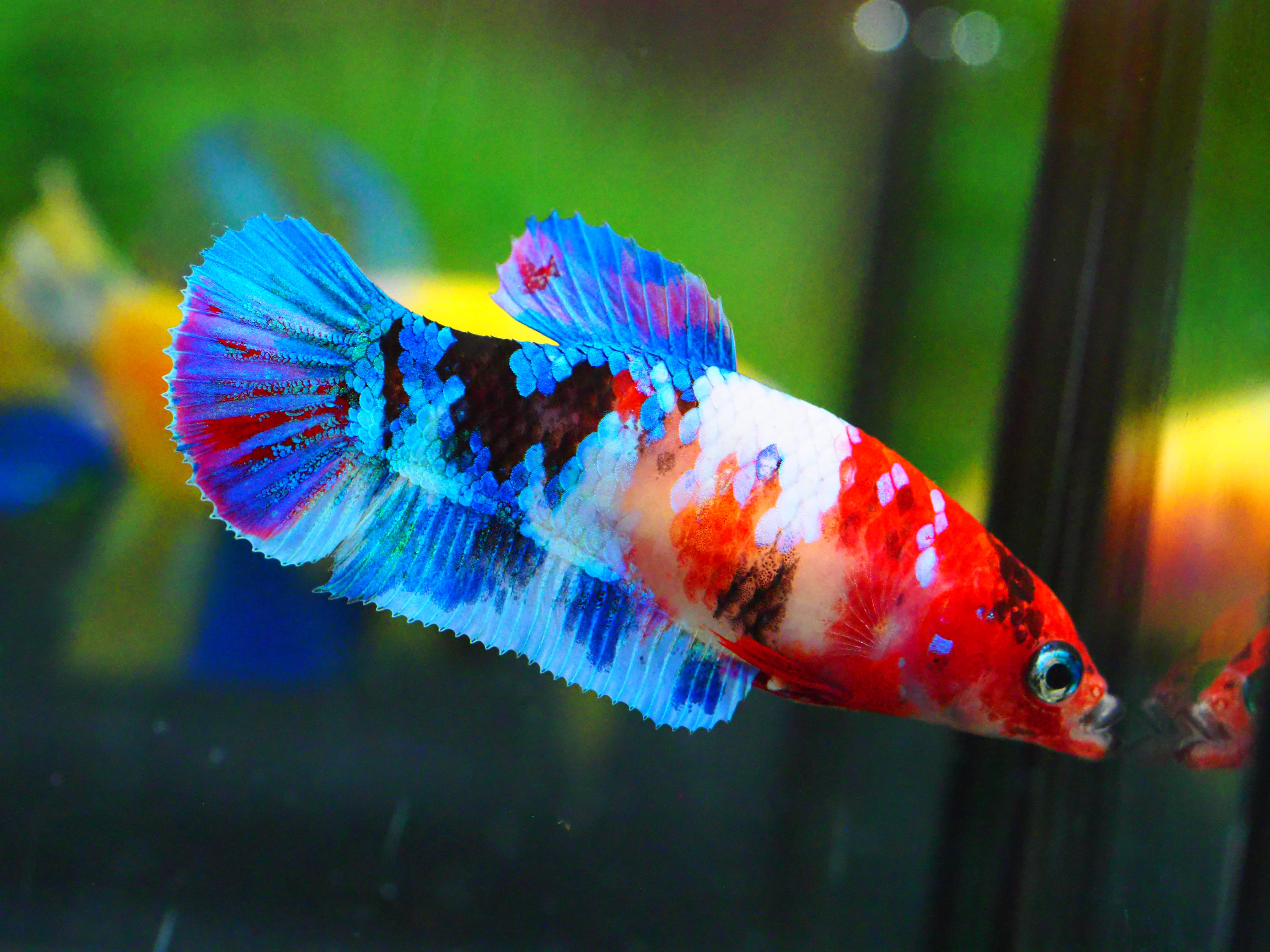 HMPK NEMO GALAXY FNMALE GRADE A +++