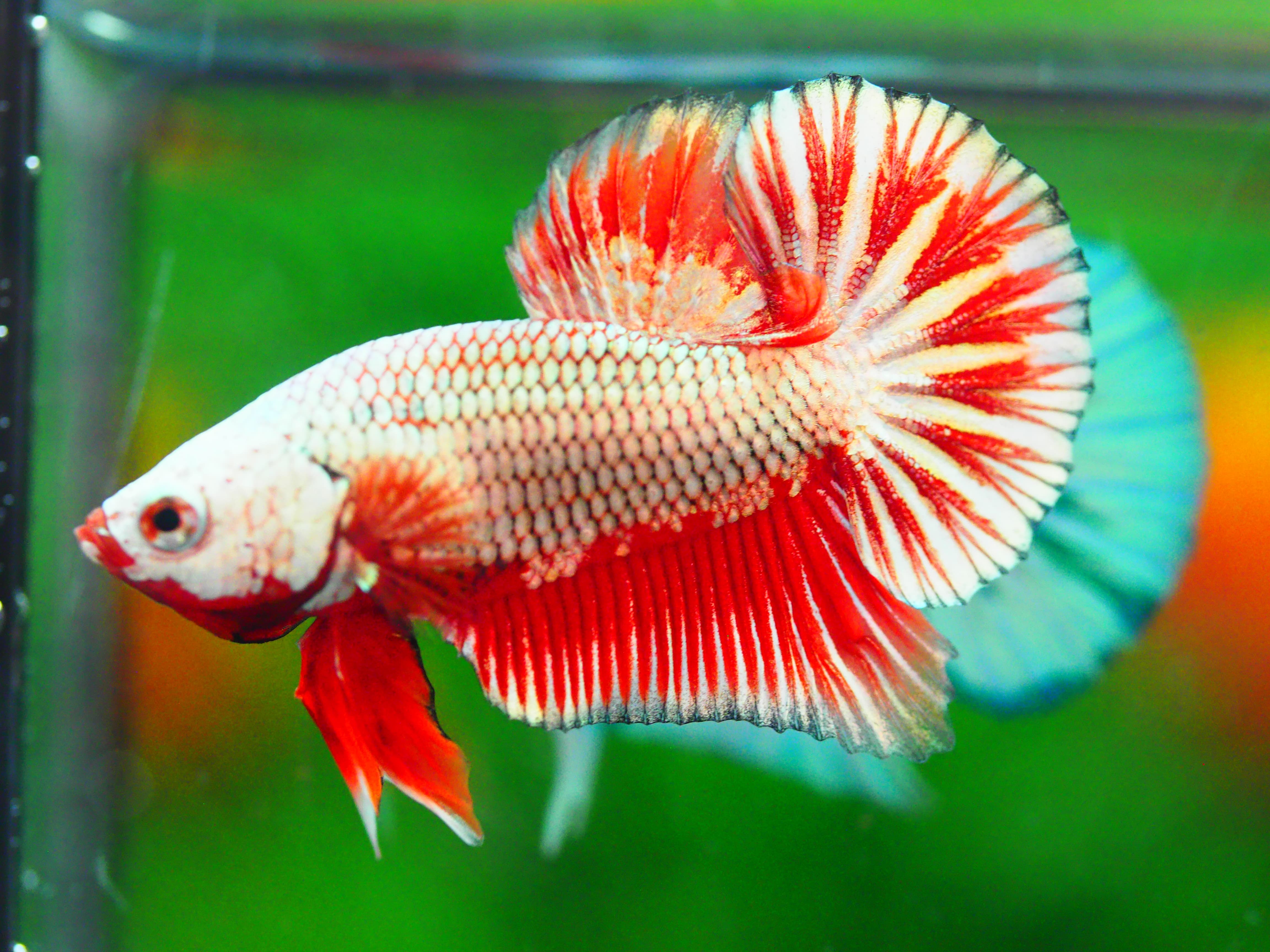 HMPK COPPER RED MALE GRADE A +++