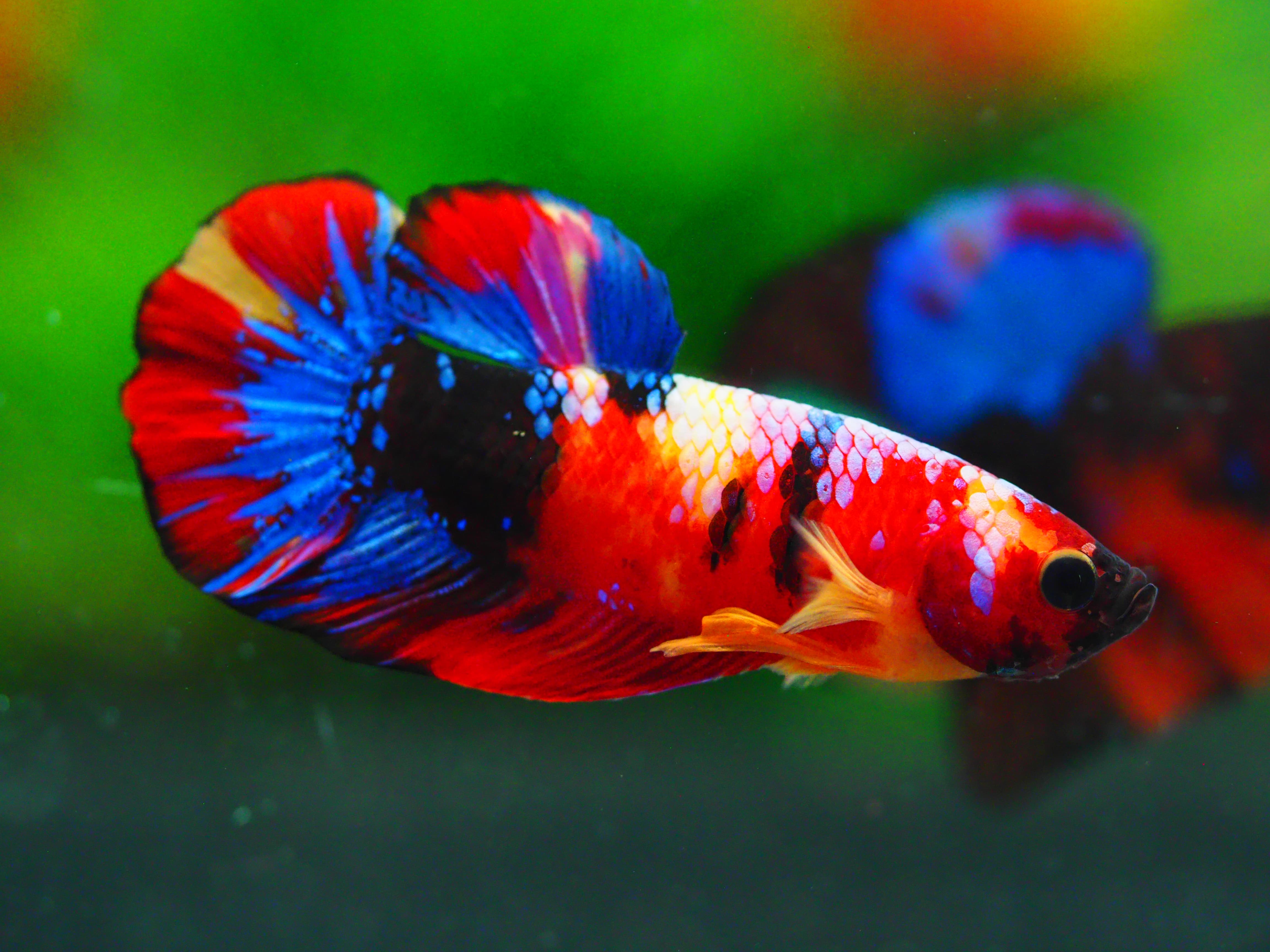 HMPK NEMO GALAXY MALE GRADE A +++