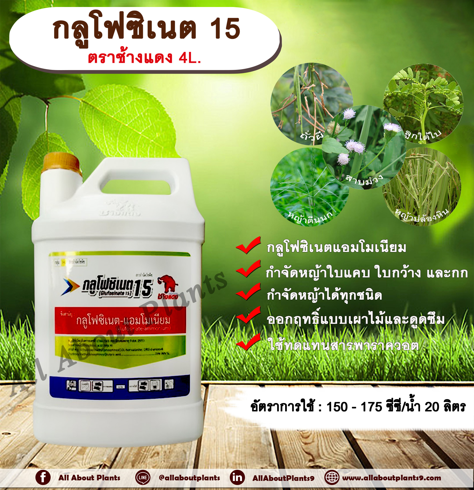 กลูโฟซิเนต 15 ตราช้างแดง 4L. กลูโฟซิเนตแอมโมเนียม สารกำจัดวัชพืช กำจัดหญ้าใบแคบ ใบกว้าง กก หญ้าทุกชนิด ชิ้น
