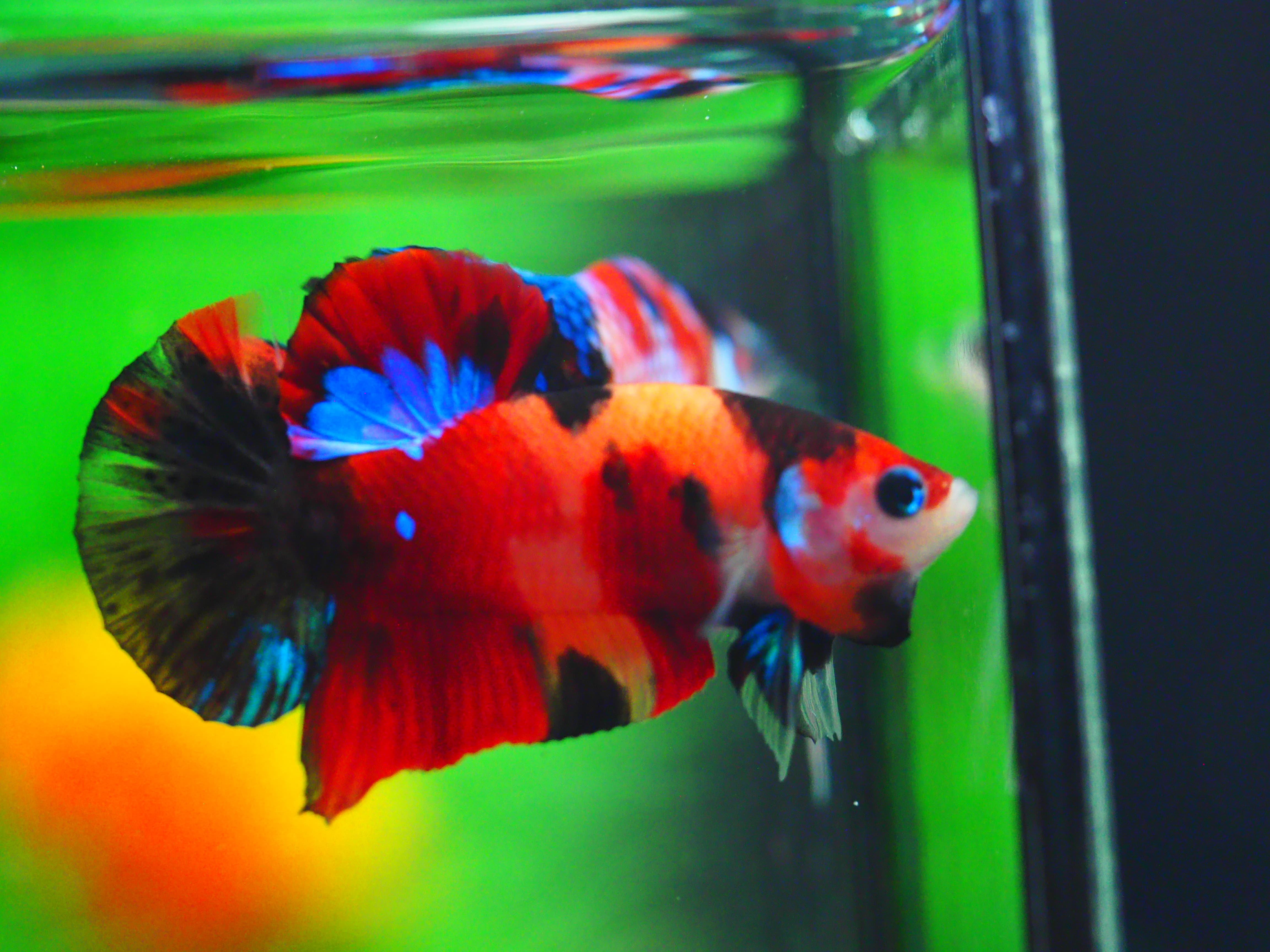 HMPK NEMO GALAXY MALE GRADE A +++ ปลาเด็ก