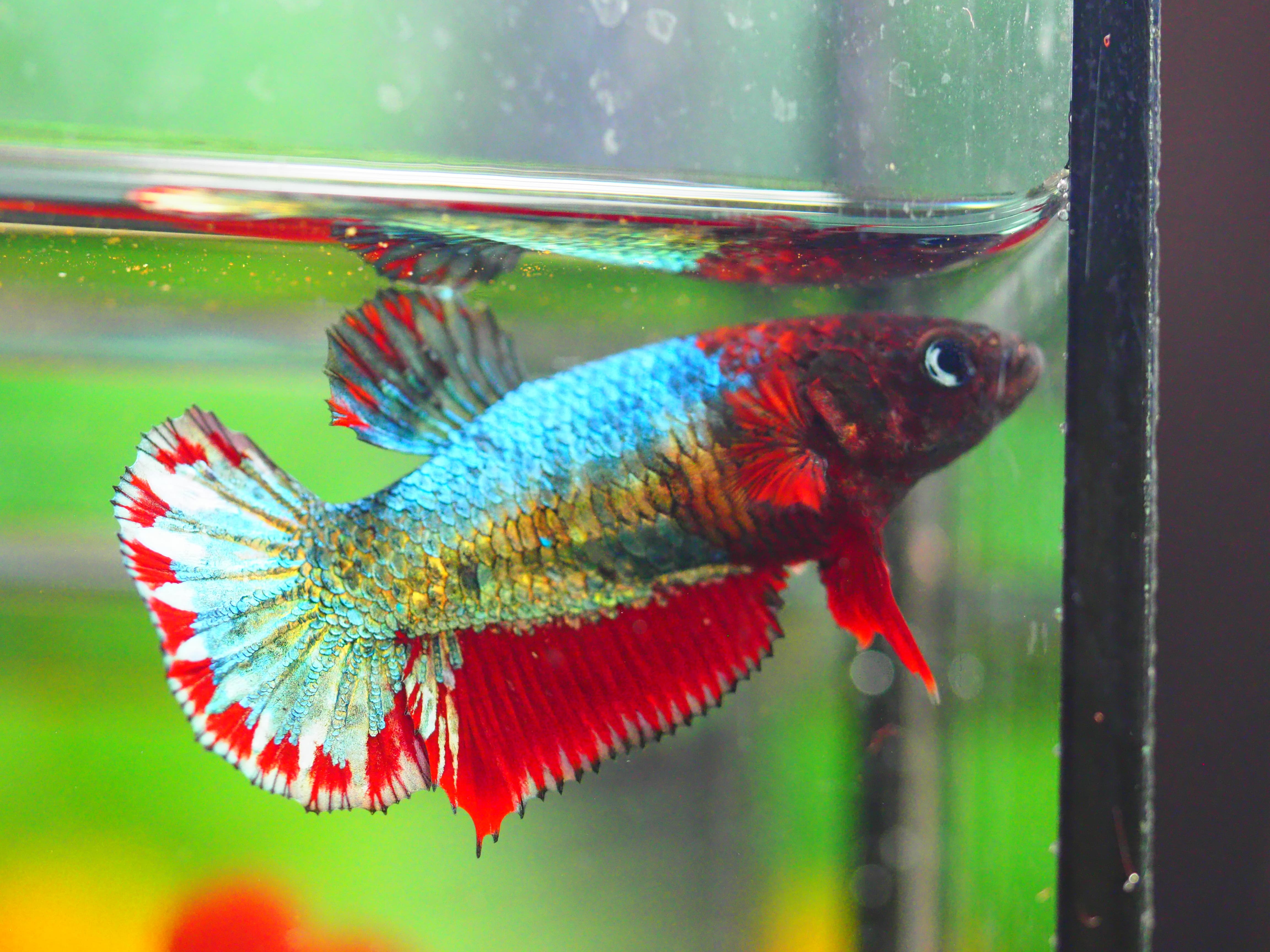 HMPK FANCY FEMALE GRADE A +++