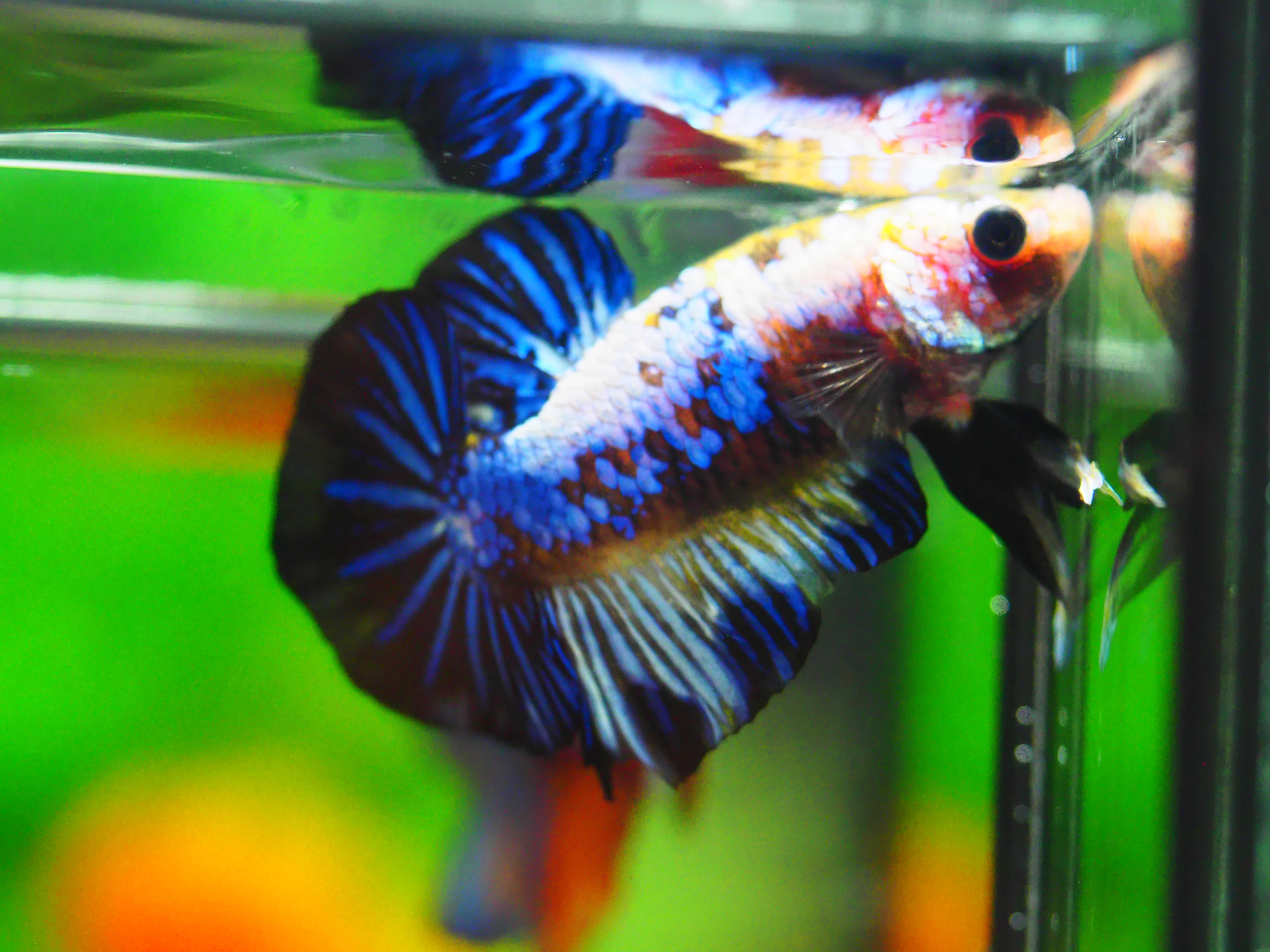 HMPK FANCY MALE GRADE A +++