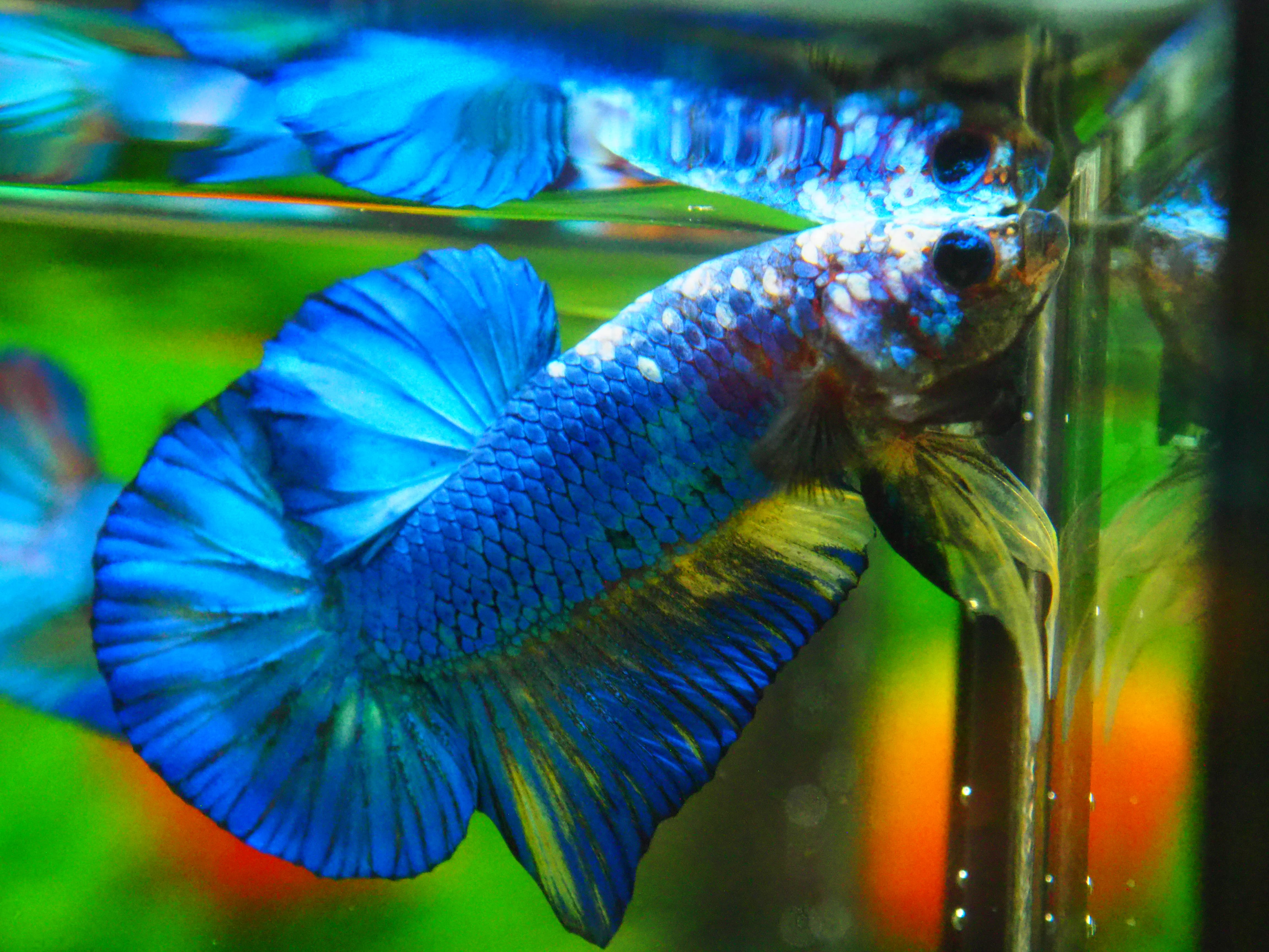 HMPK FANCY MALE GRADE A +++