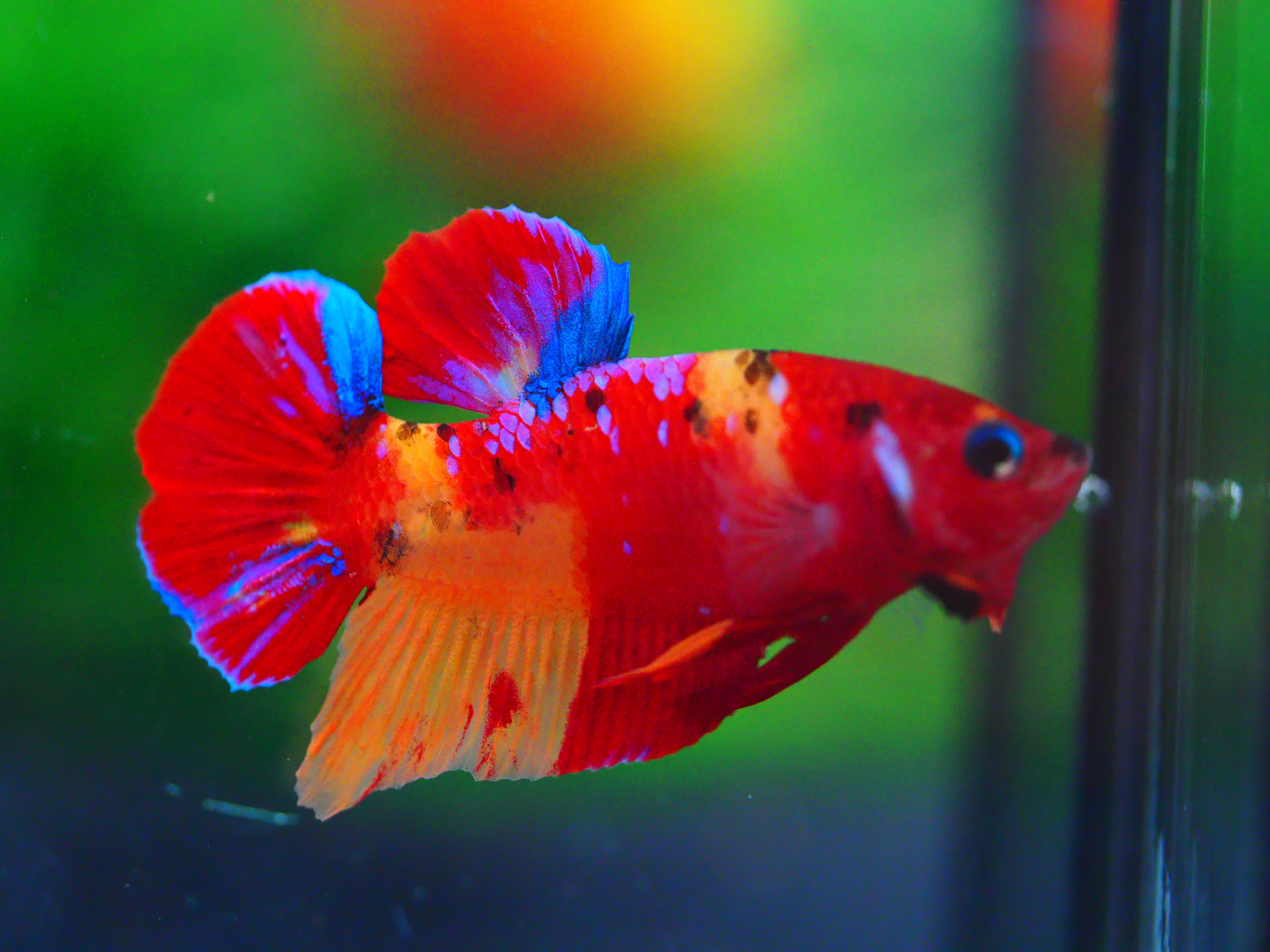 HMPK NEMO MALE GRADE A +++