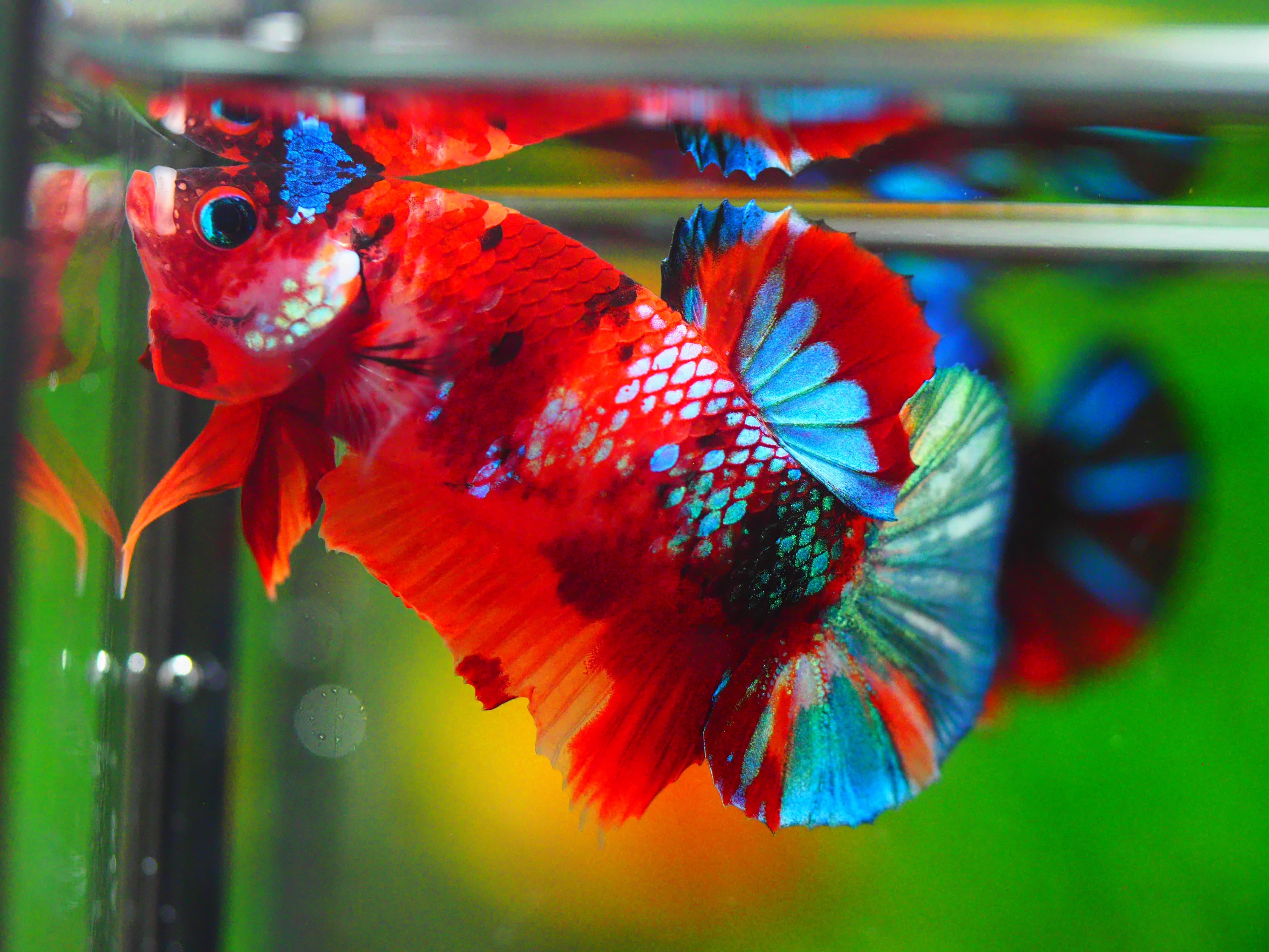 HMPK KOI NEMO GALAXY MALE GRADE A +++