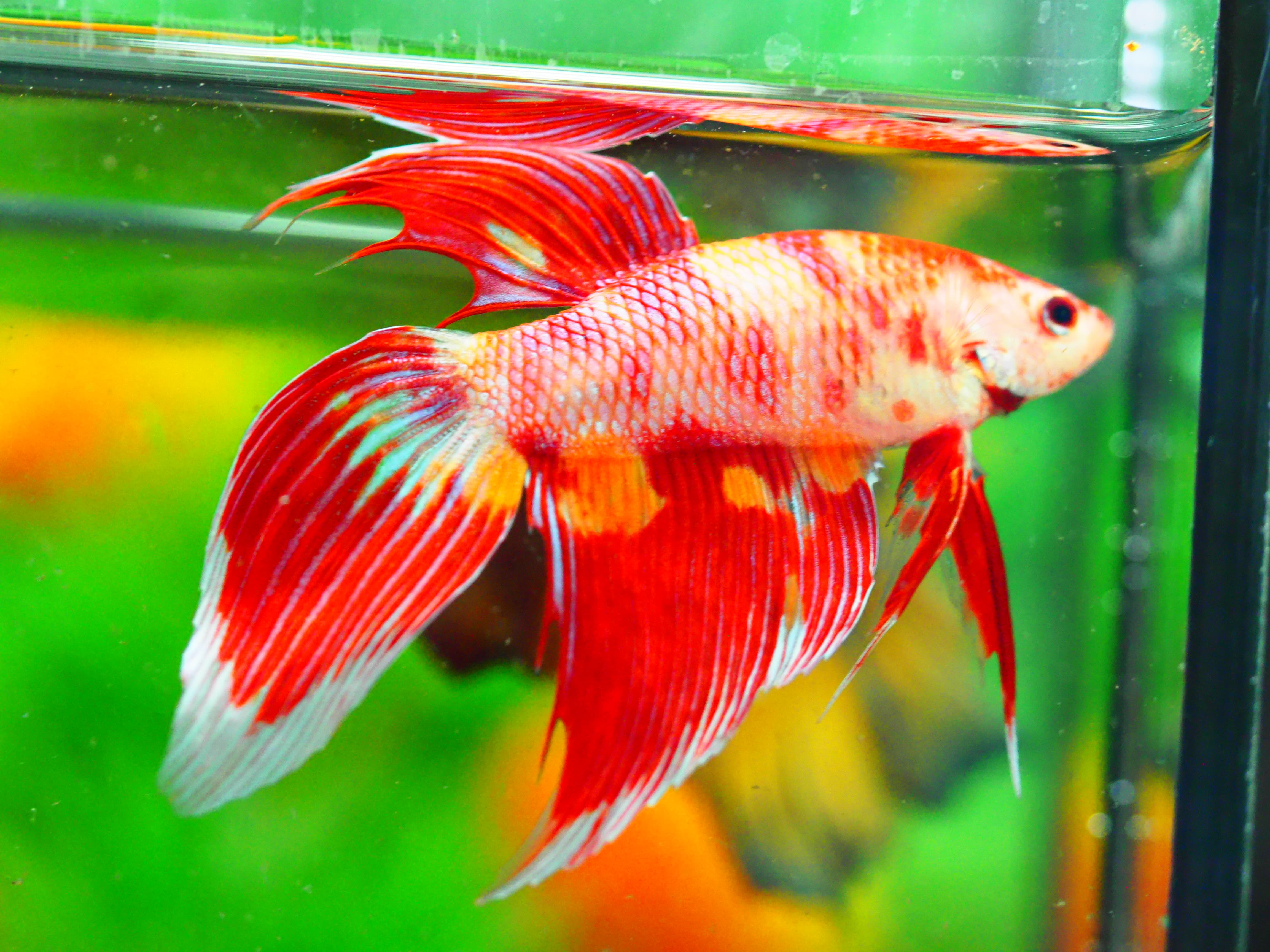 VT NEMO MALE GRADE A +++