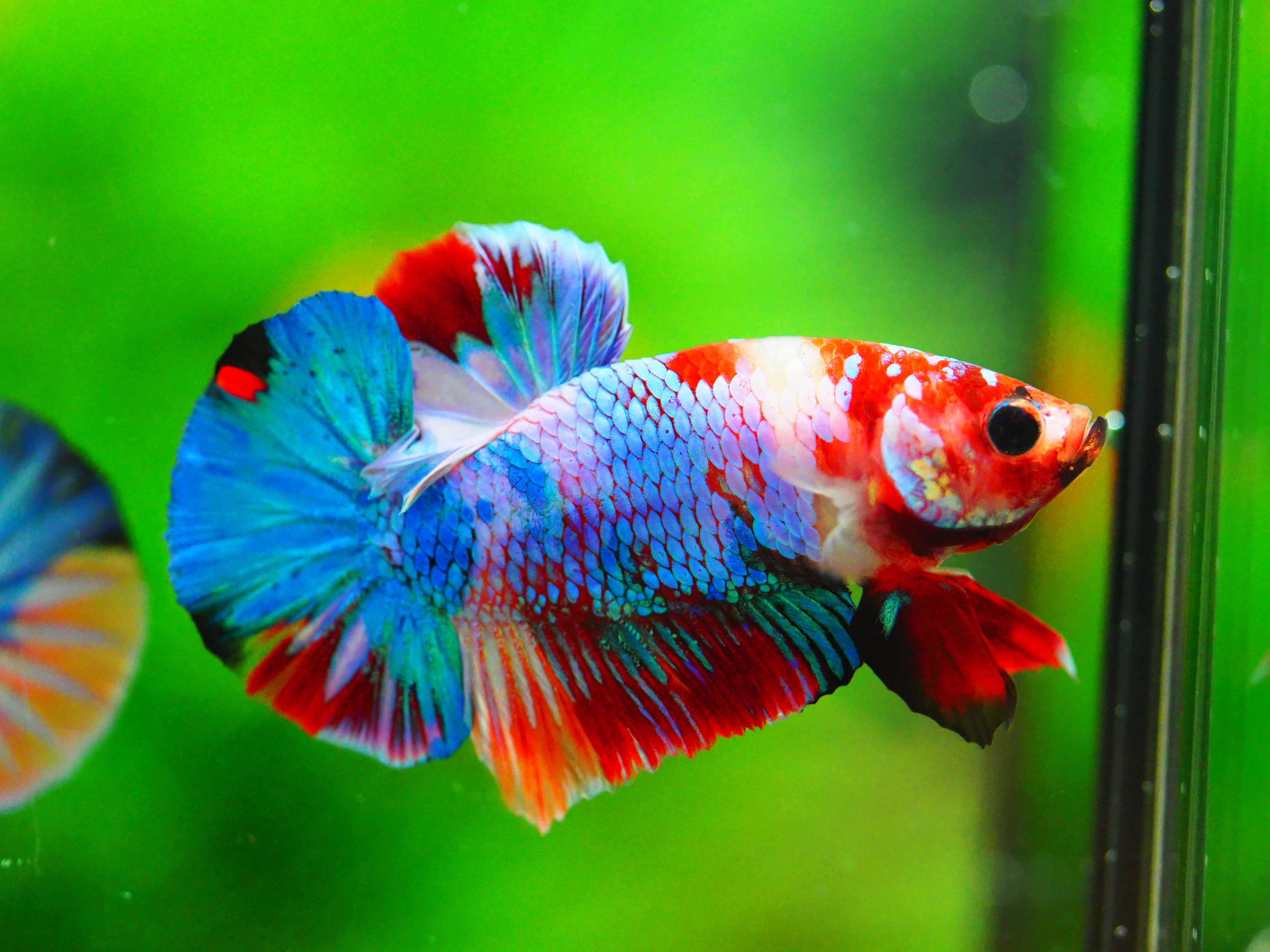 HMPK NEMO GALAXY MALE GRADE A +++